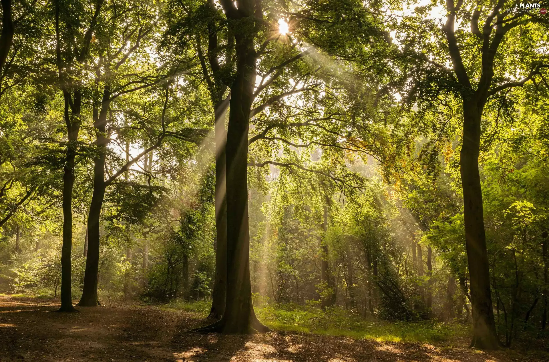 rays of the Sun, light breaking through sky, viewes, forest, trees