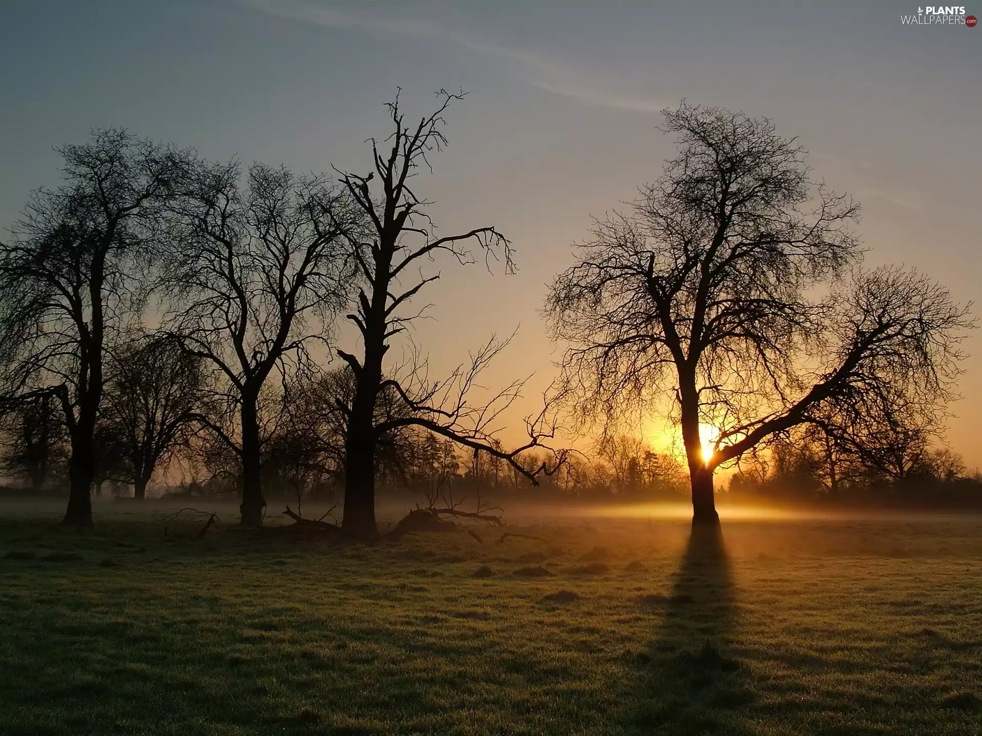 viewes, light breaking through sky, trees