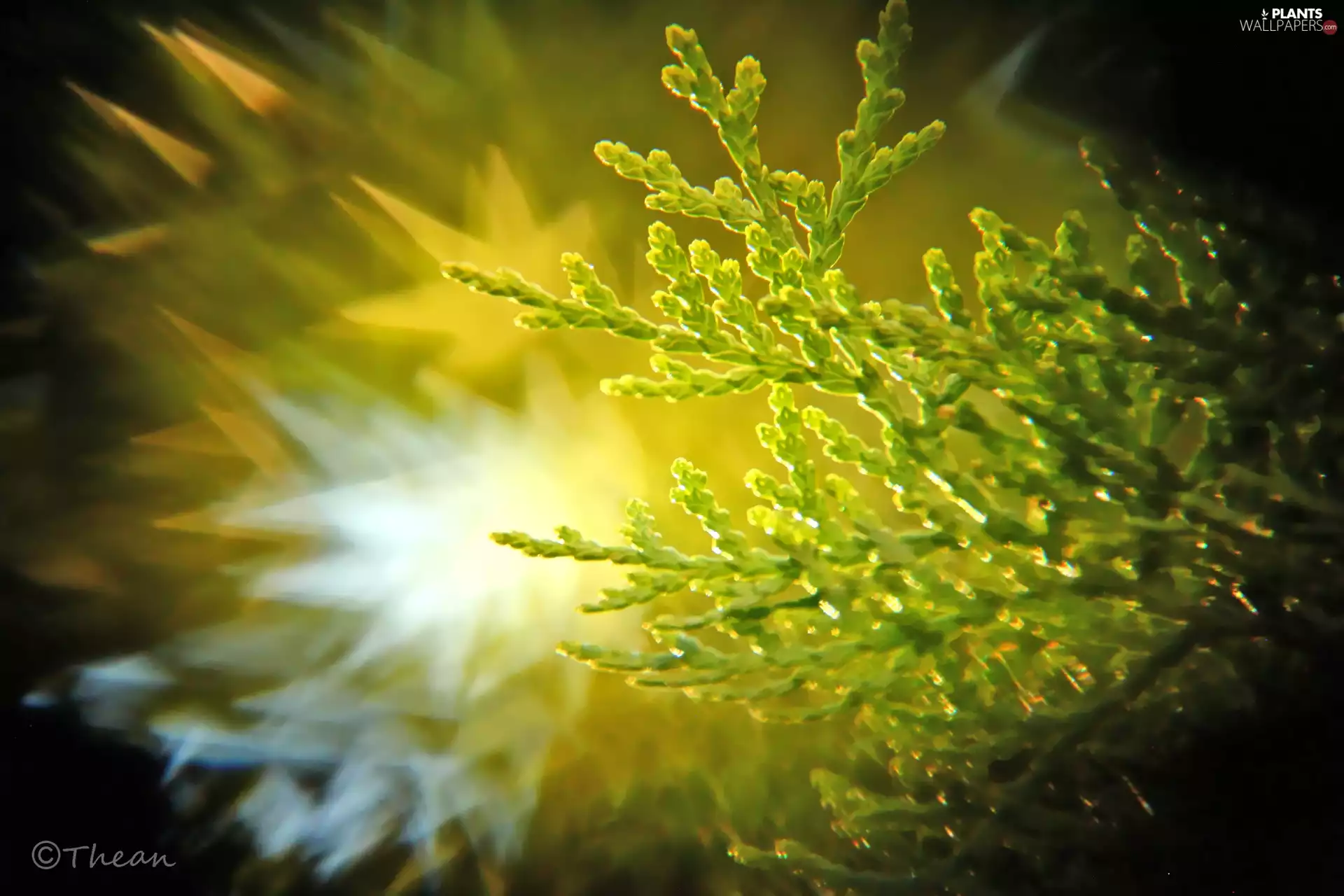 thuja, Bokeh