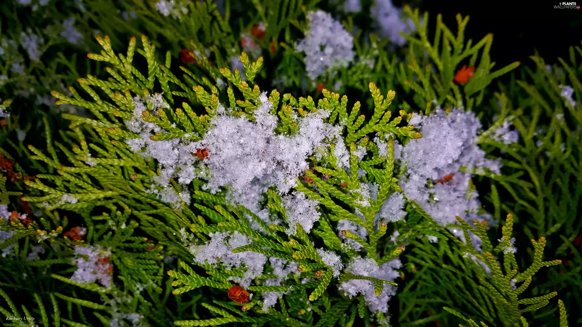 Twigs, emerald, snow, thuja