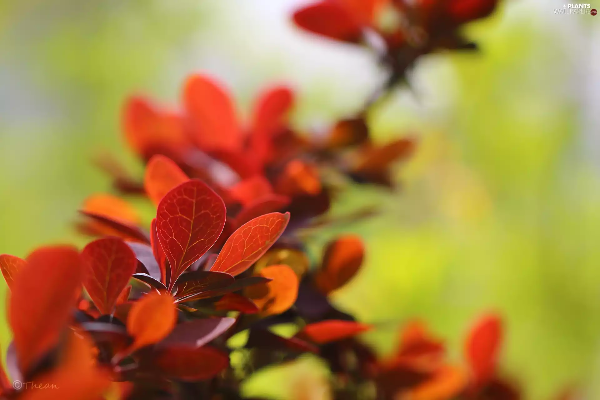 Berberis Thunbergii, Leaf, Bush, Red