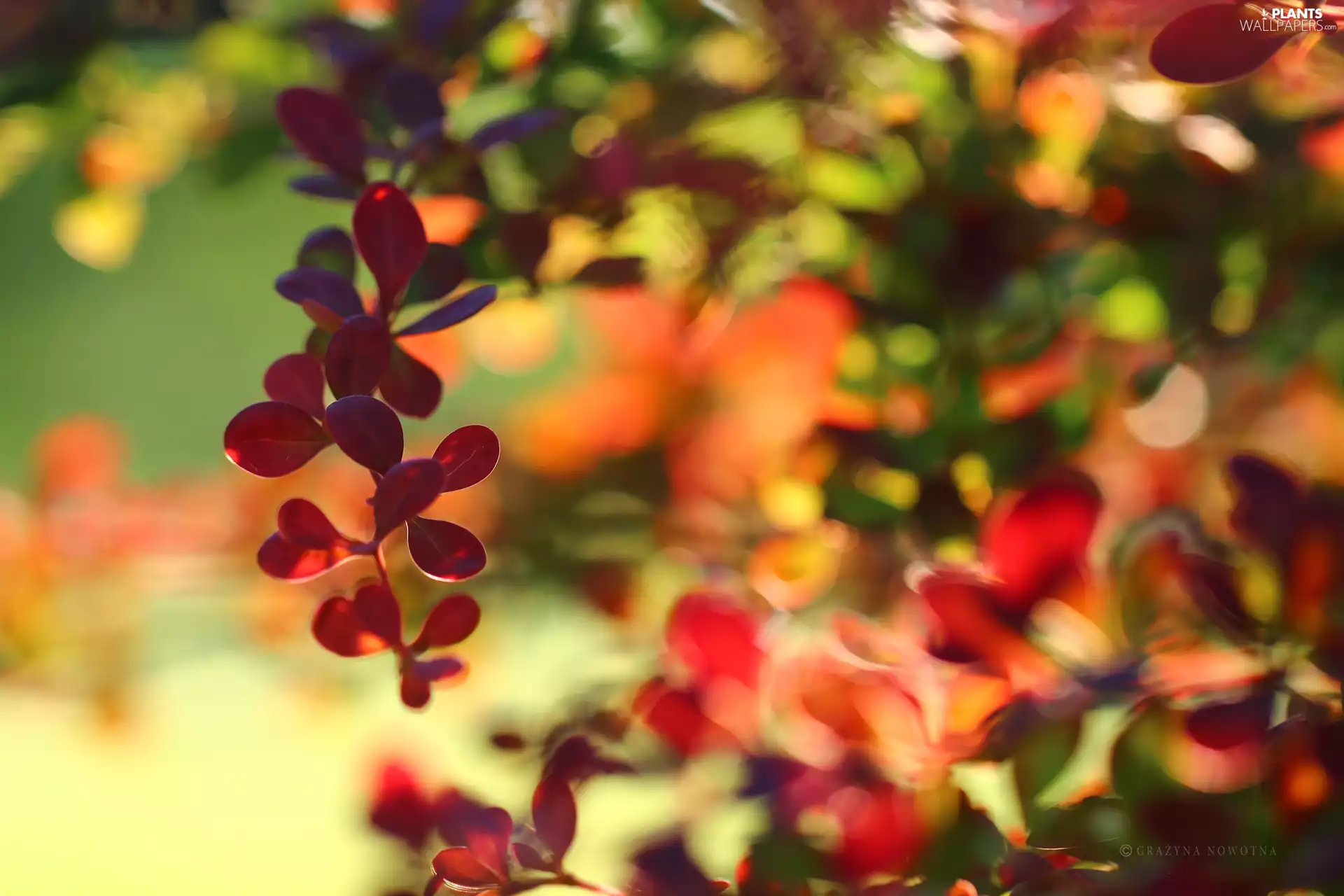Berberis Thunbergii, Leaf, Bush, Red