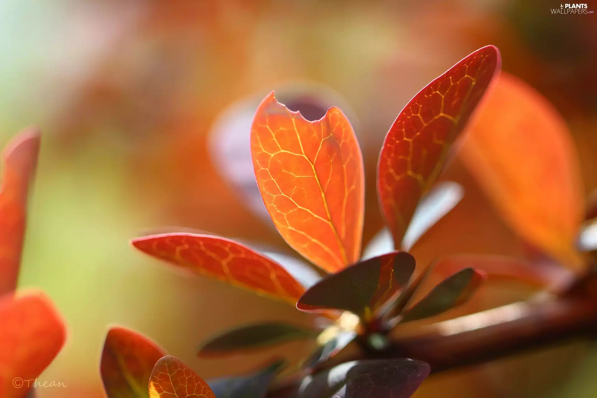 Berberis Thunbergii, Red, Leaf, Bush