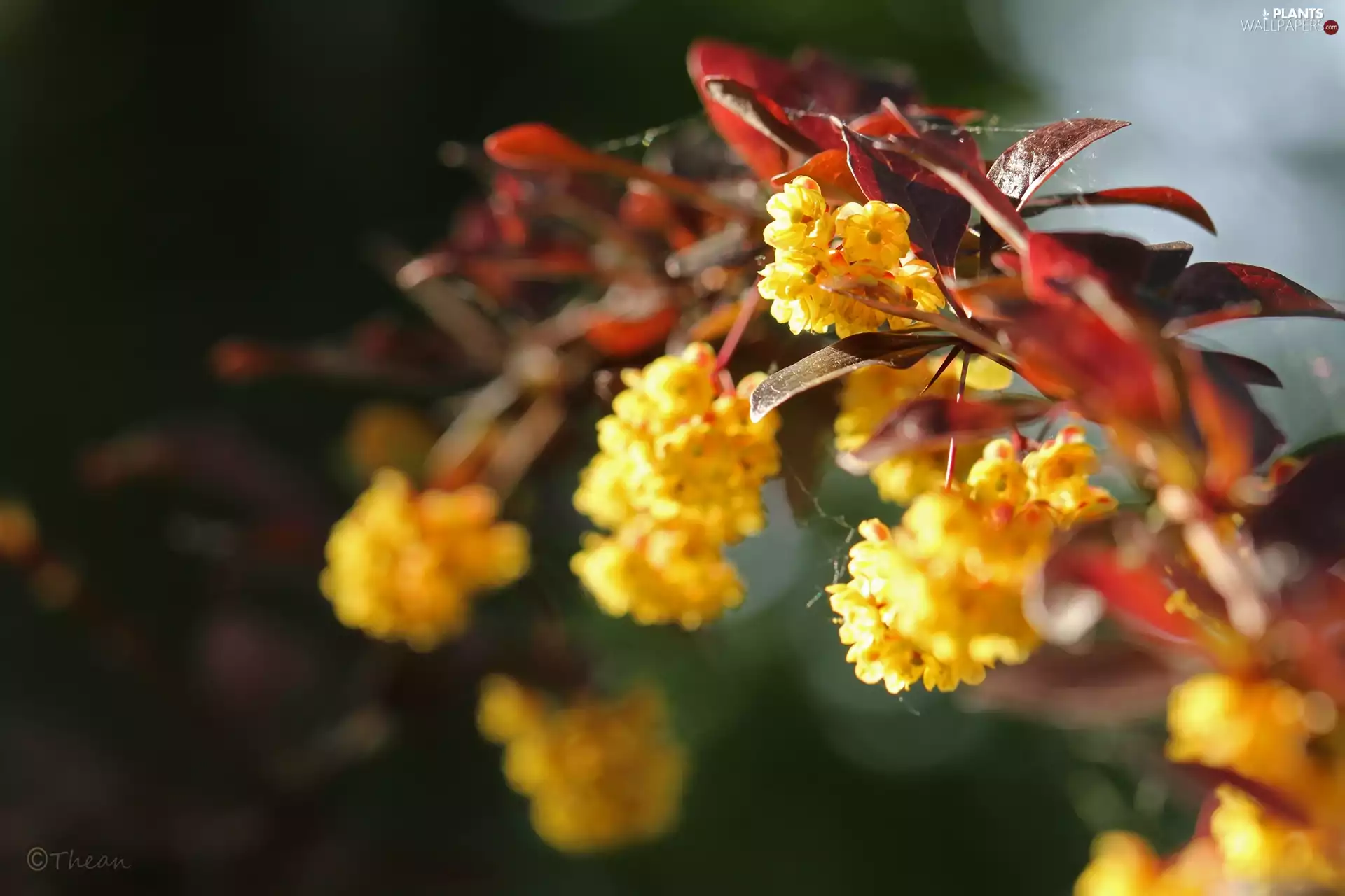 Berberis Thunbergii, Yellow, Flowers, Bush