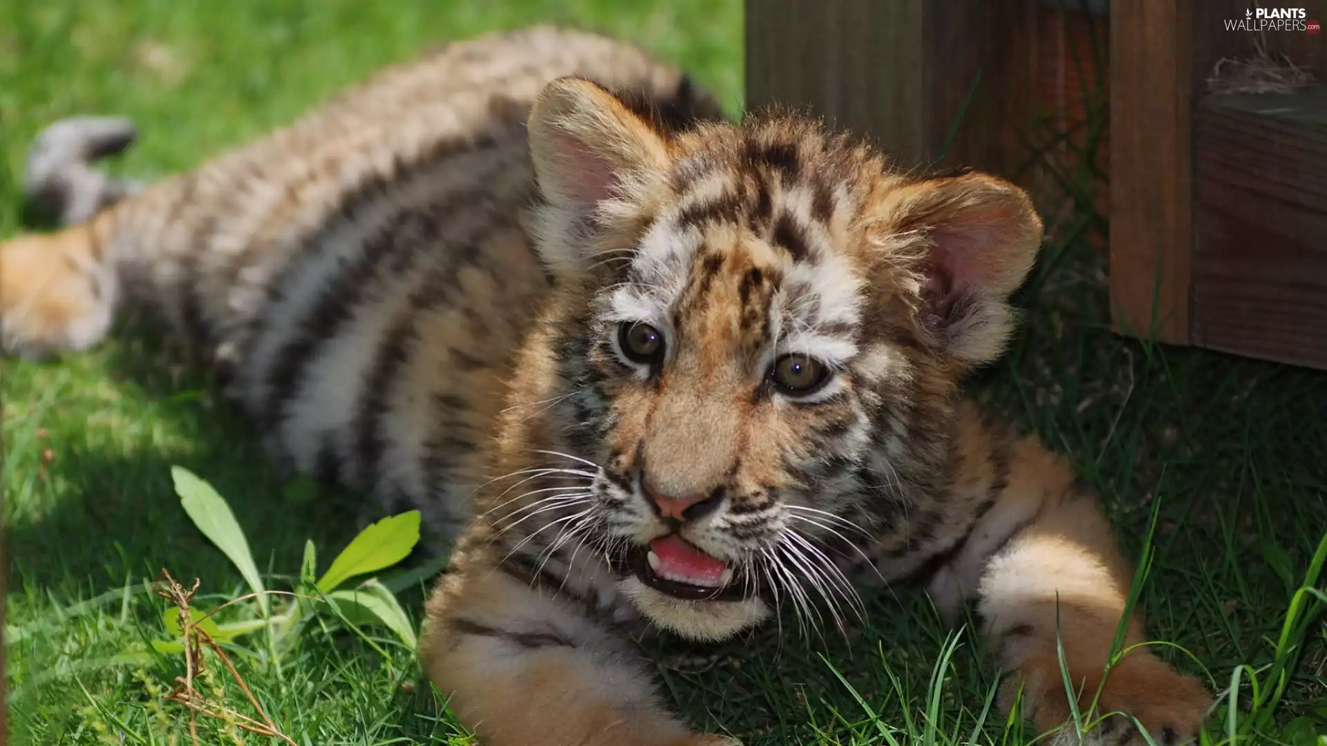 The look, grass, tiger, Teeth, lying
