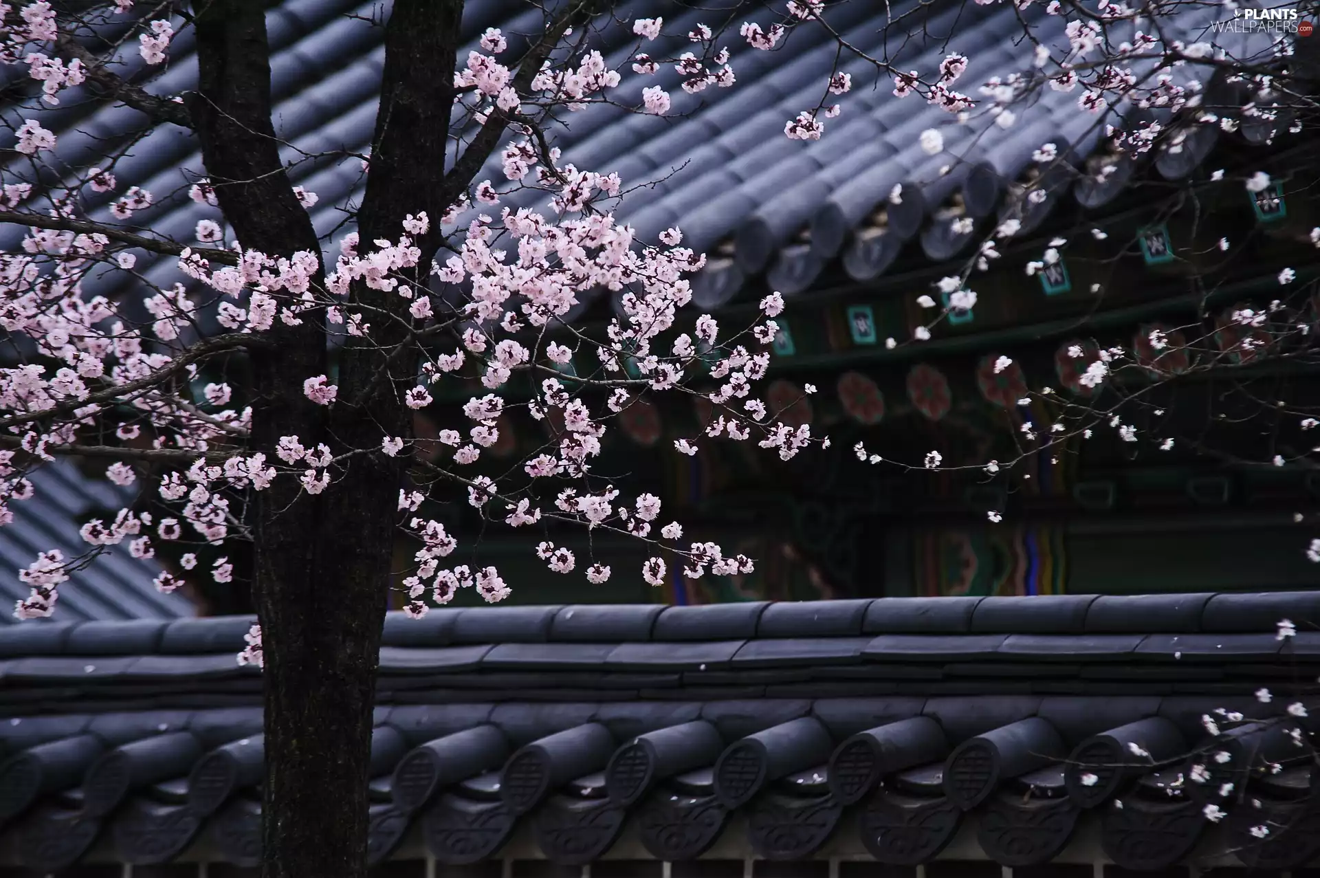 Pink, tile, flourishing, Flowers, trees