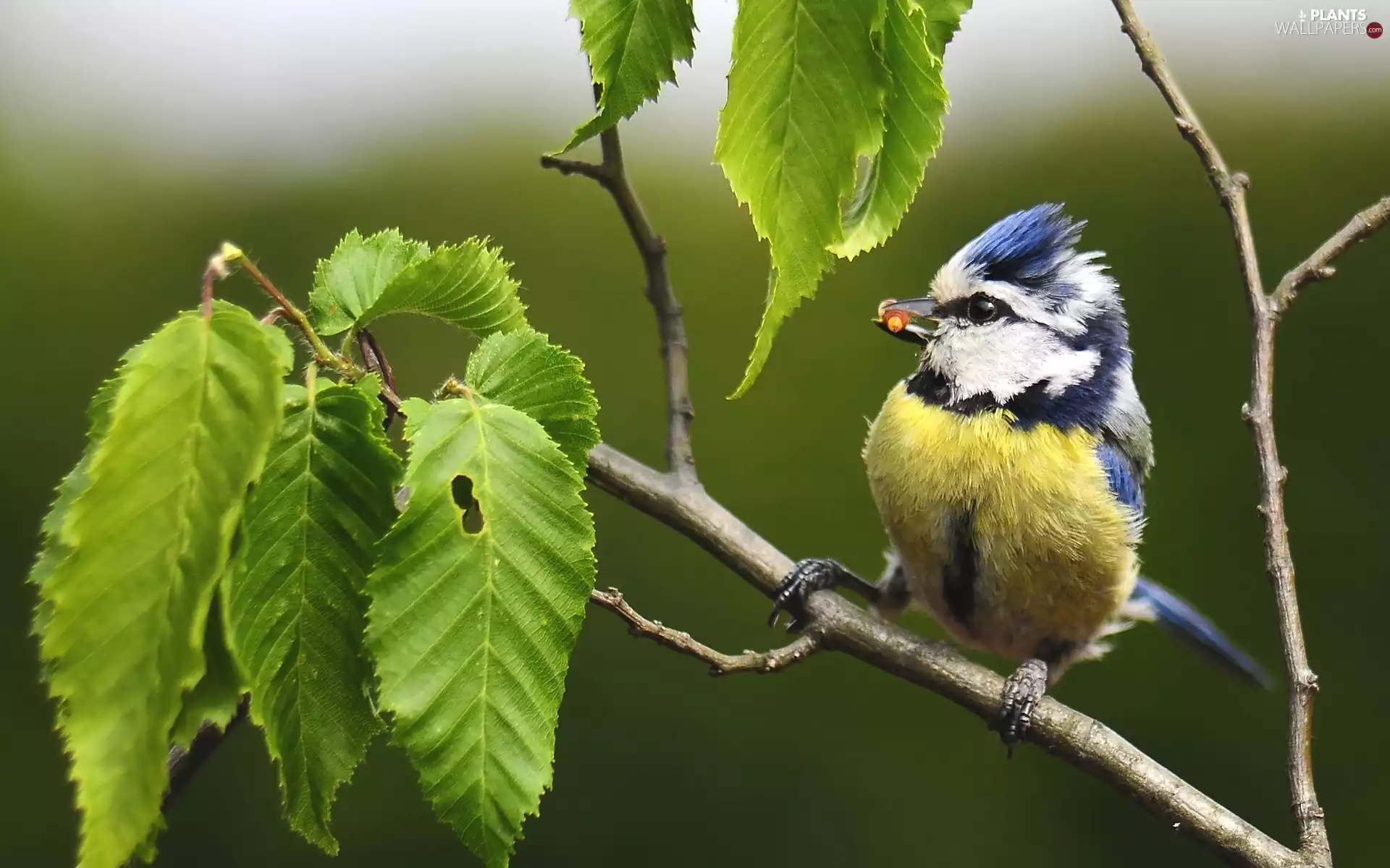 trees, tit Blue Tit, Leaf