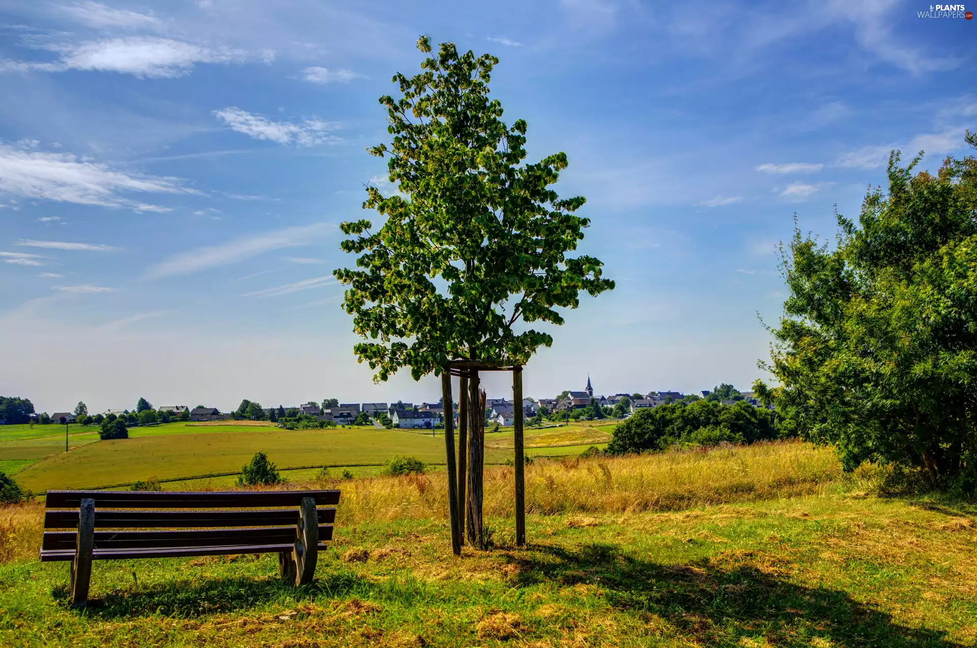 trees, summer, ##, tle, village, Bench