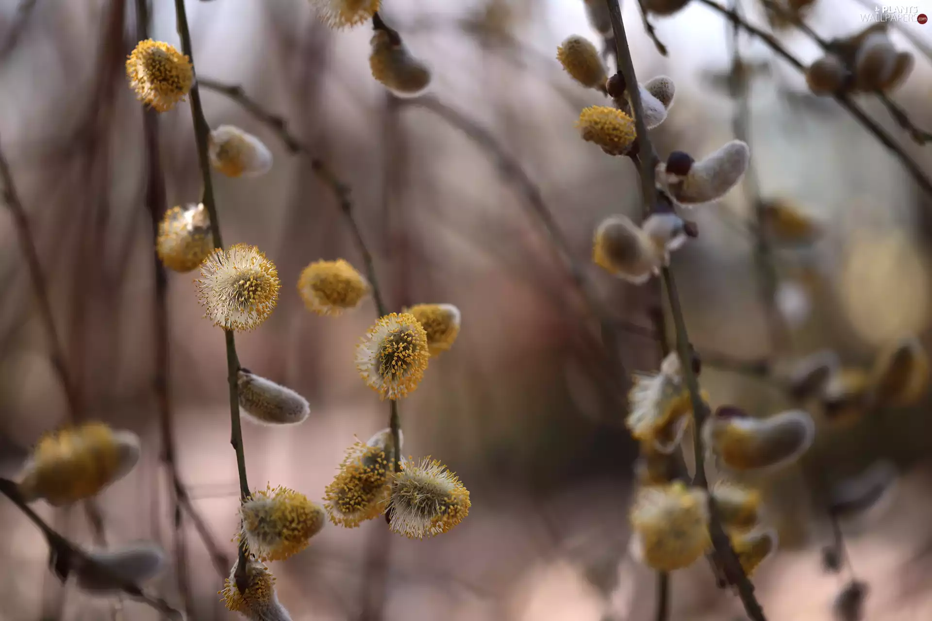 changing to, Twigs, Willow, database