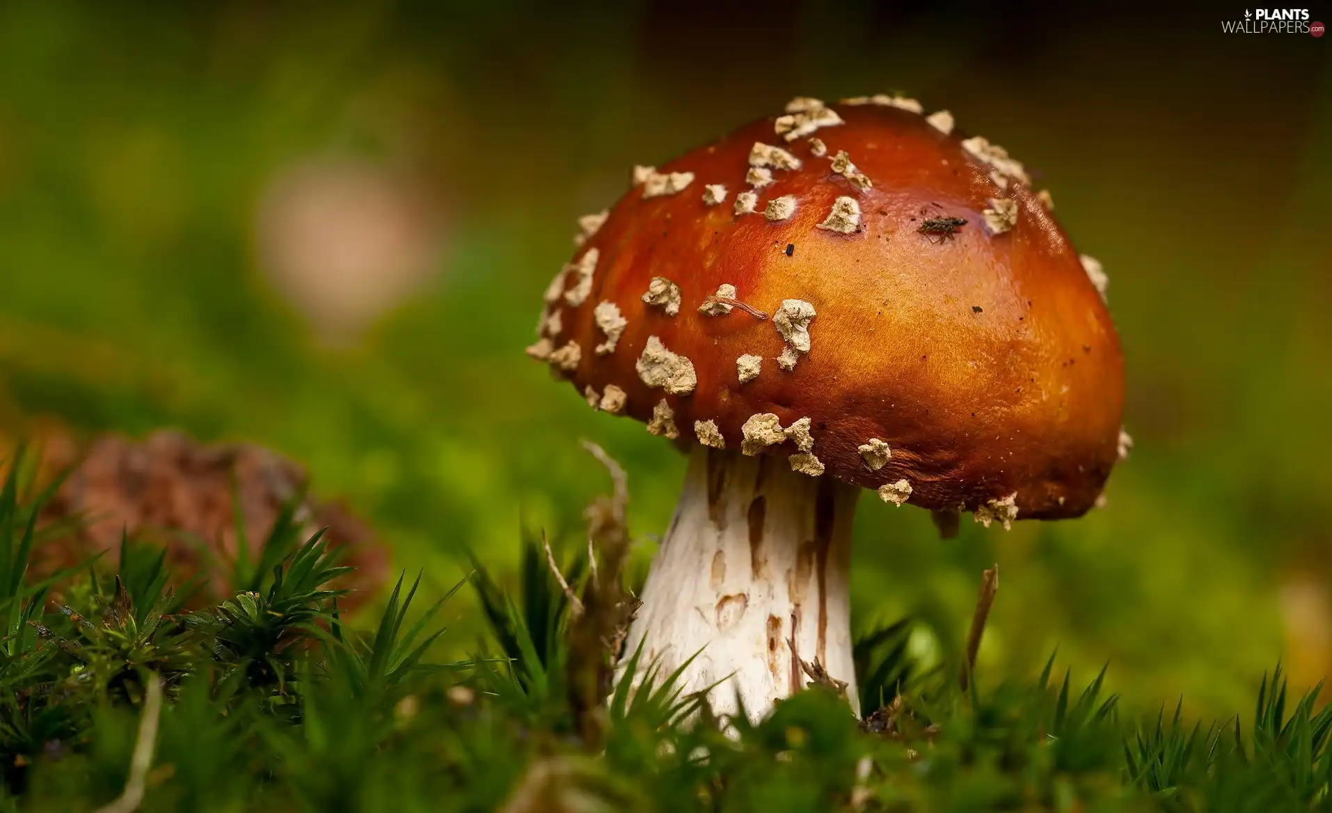 toadstool, grass, mushroom