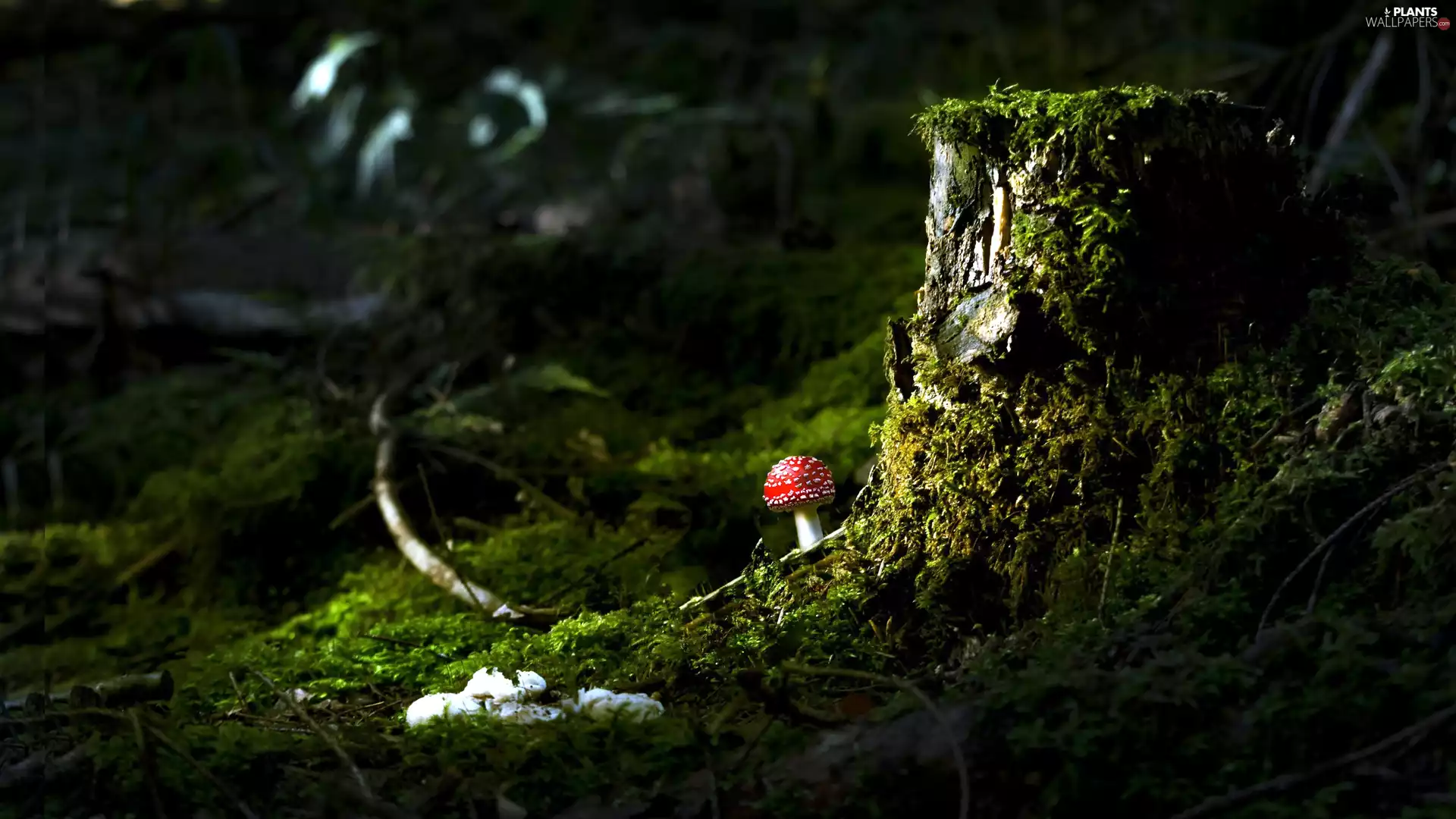 Mushrooms, trunk, trees, toadstool