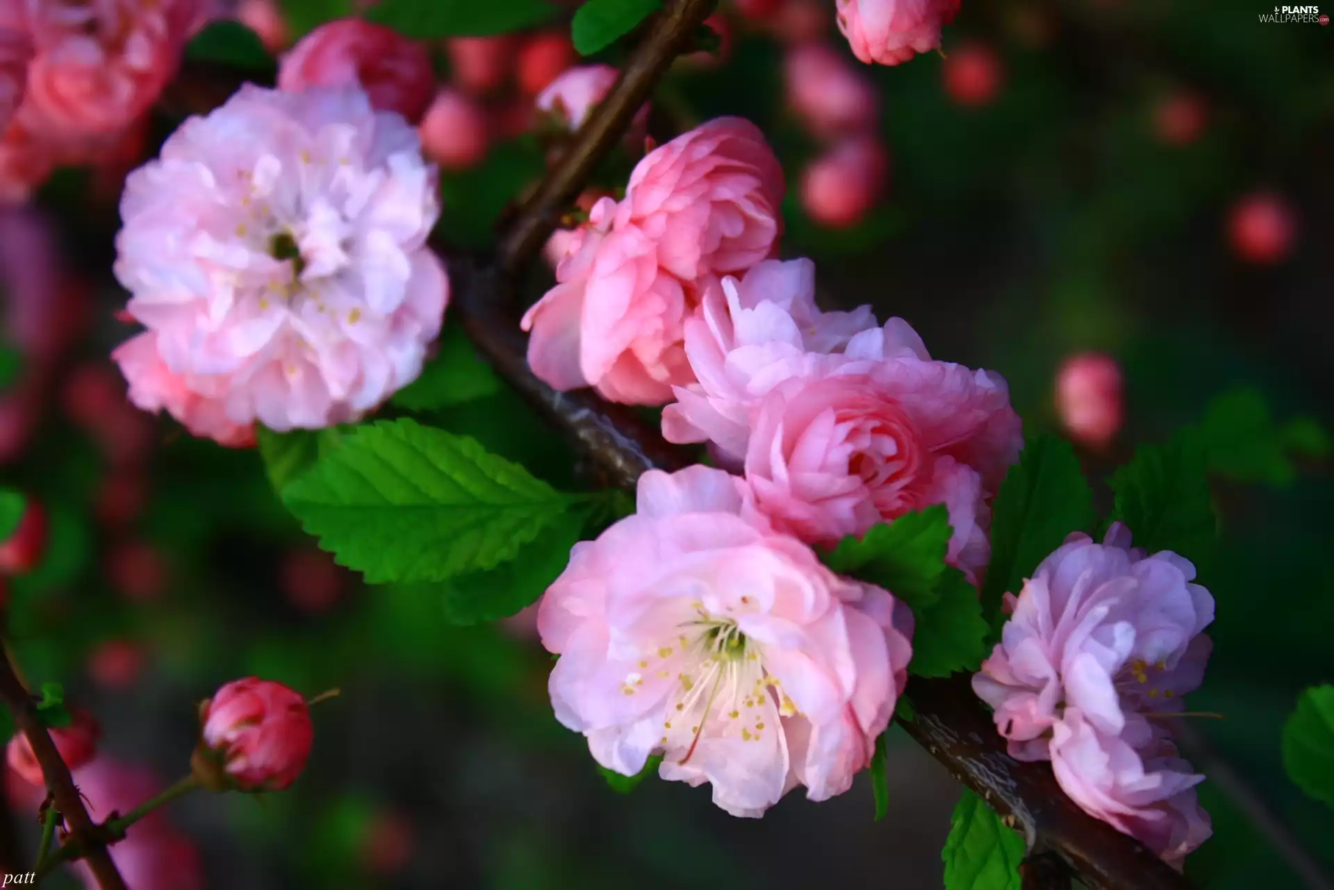 Almond, tonsil, Flowers, Pink, Bush