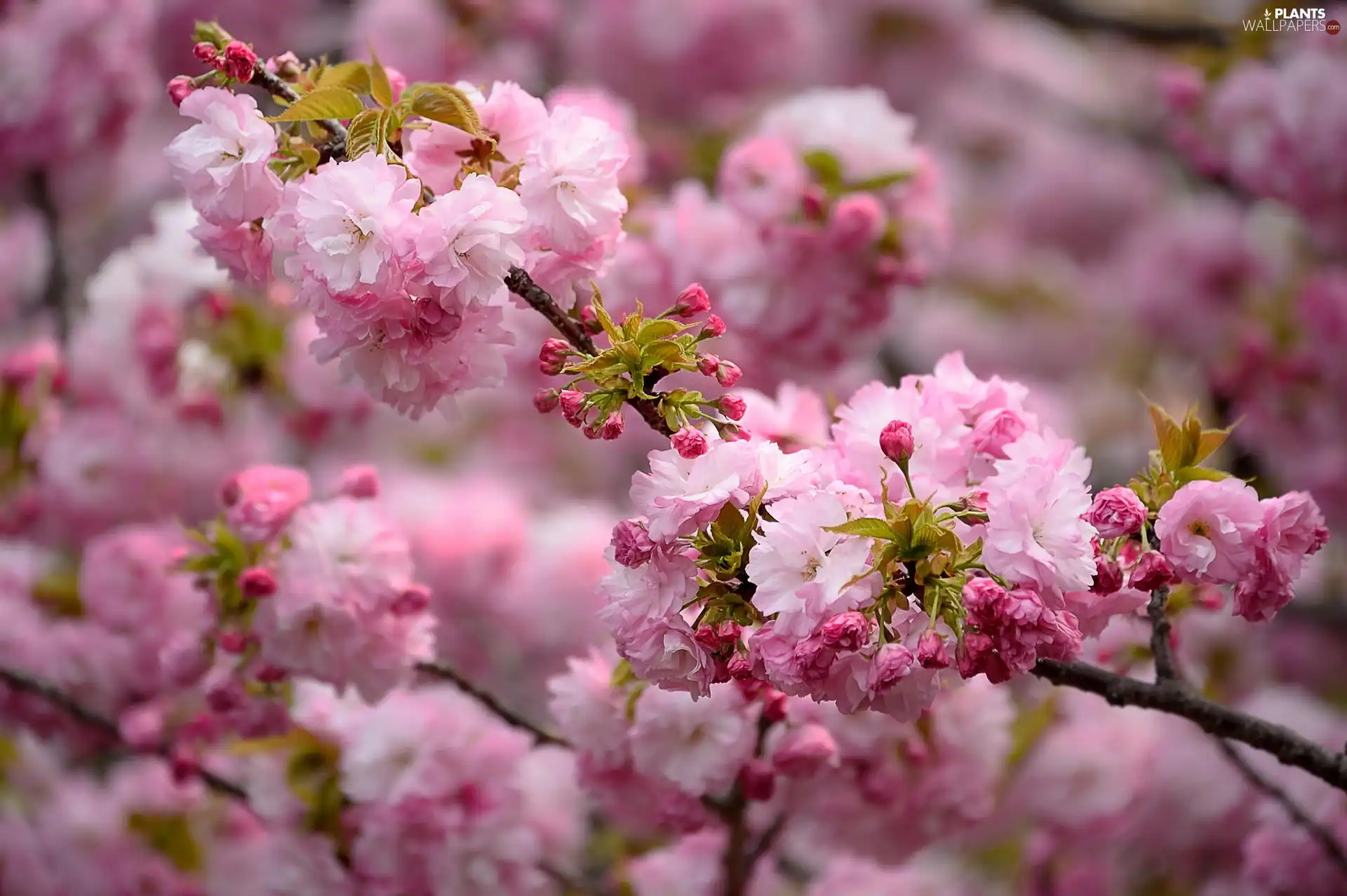 tonsil, Pink, Flowers