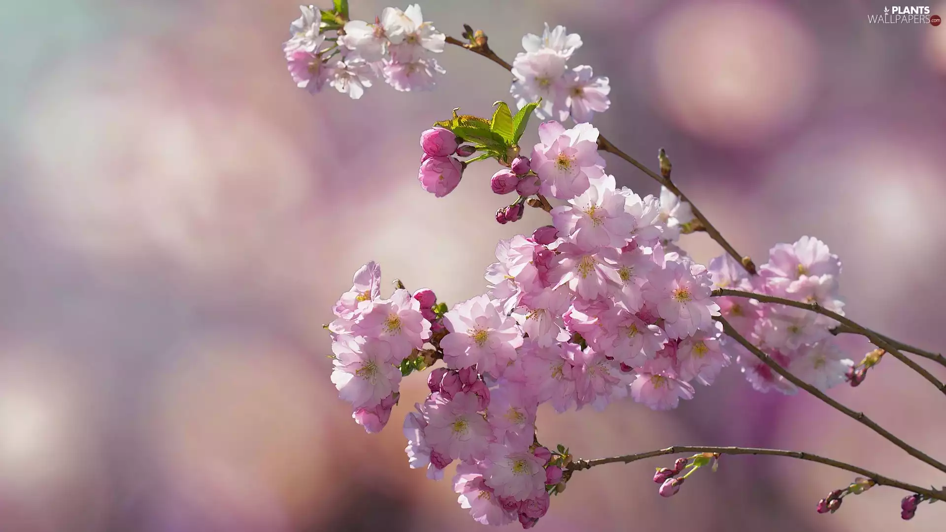 tonsil, twig, Flowers