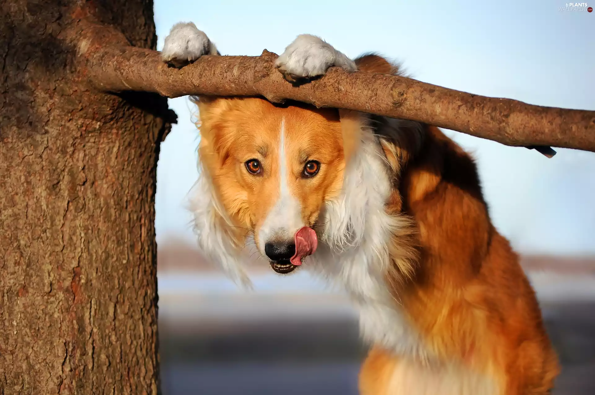 dog, Tounge, trees, Border Collie