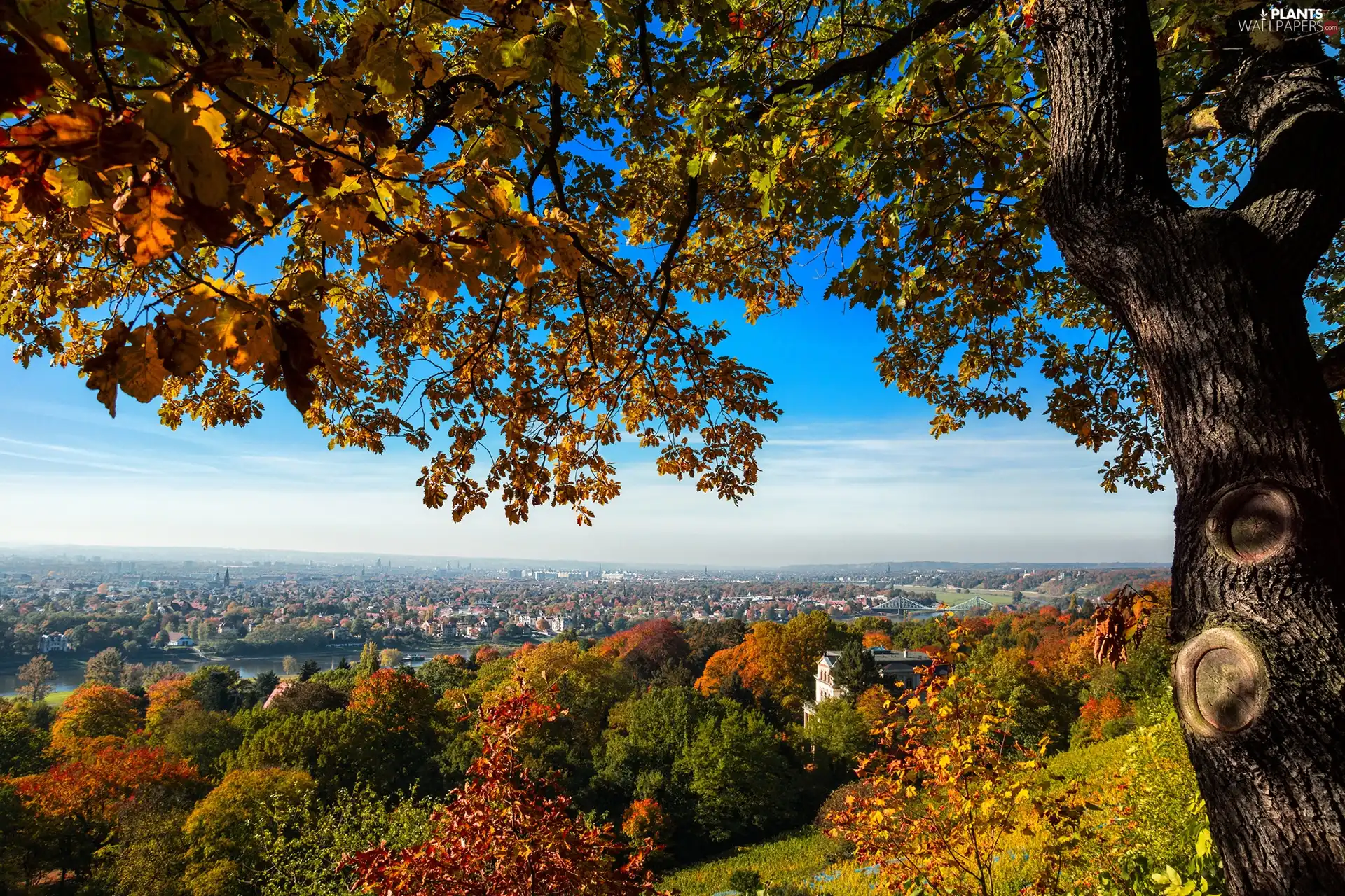 autumn, panorama, town, trees