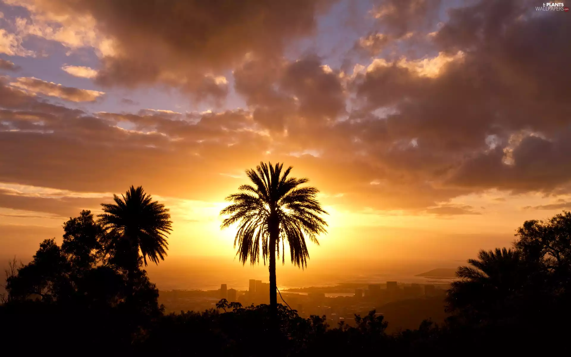 west, Palms, panorama, town, sun, clouds