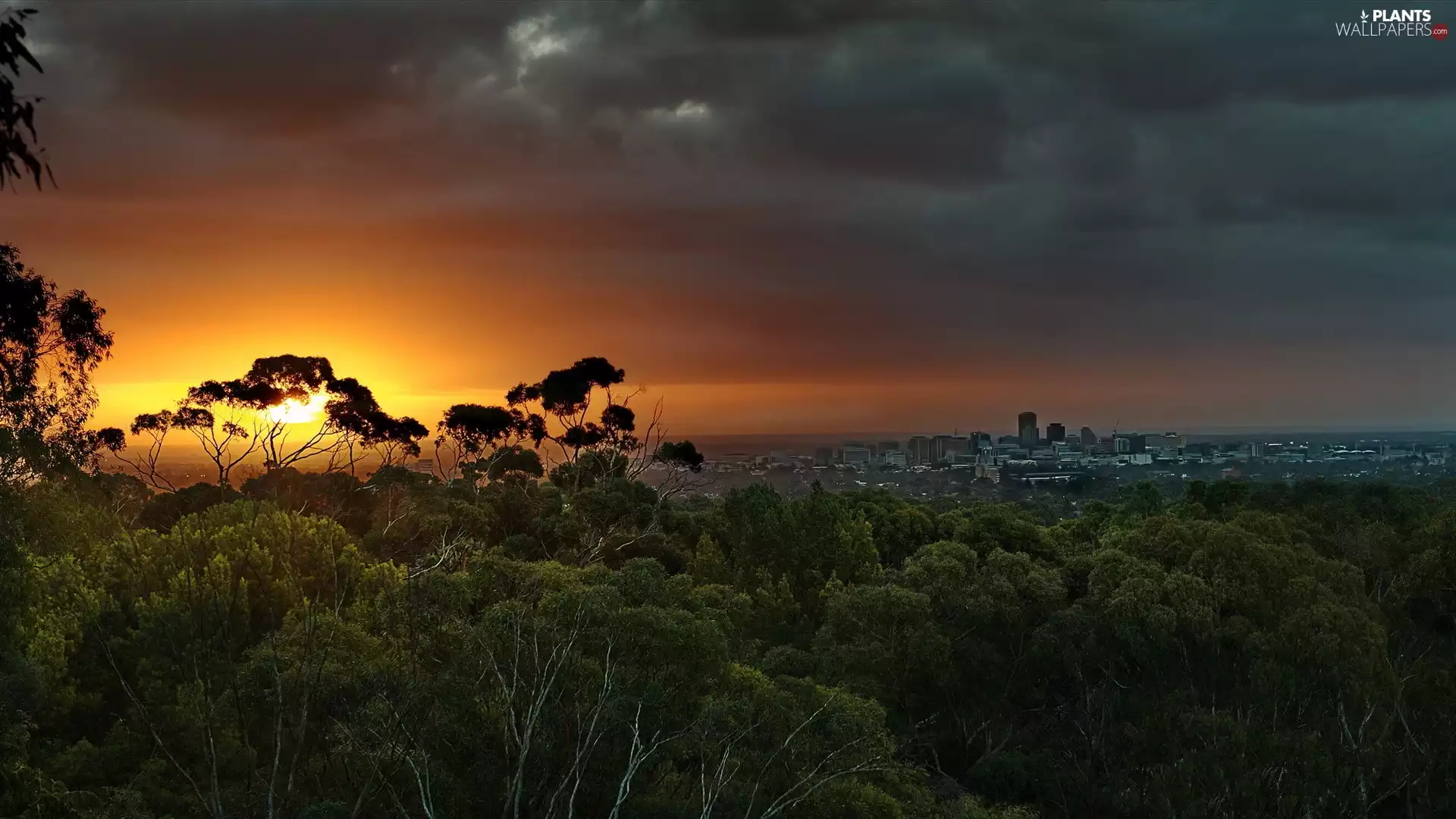viewes, Town, sun, trees, west