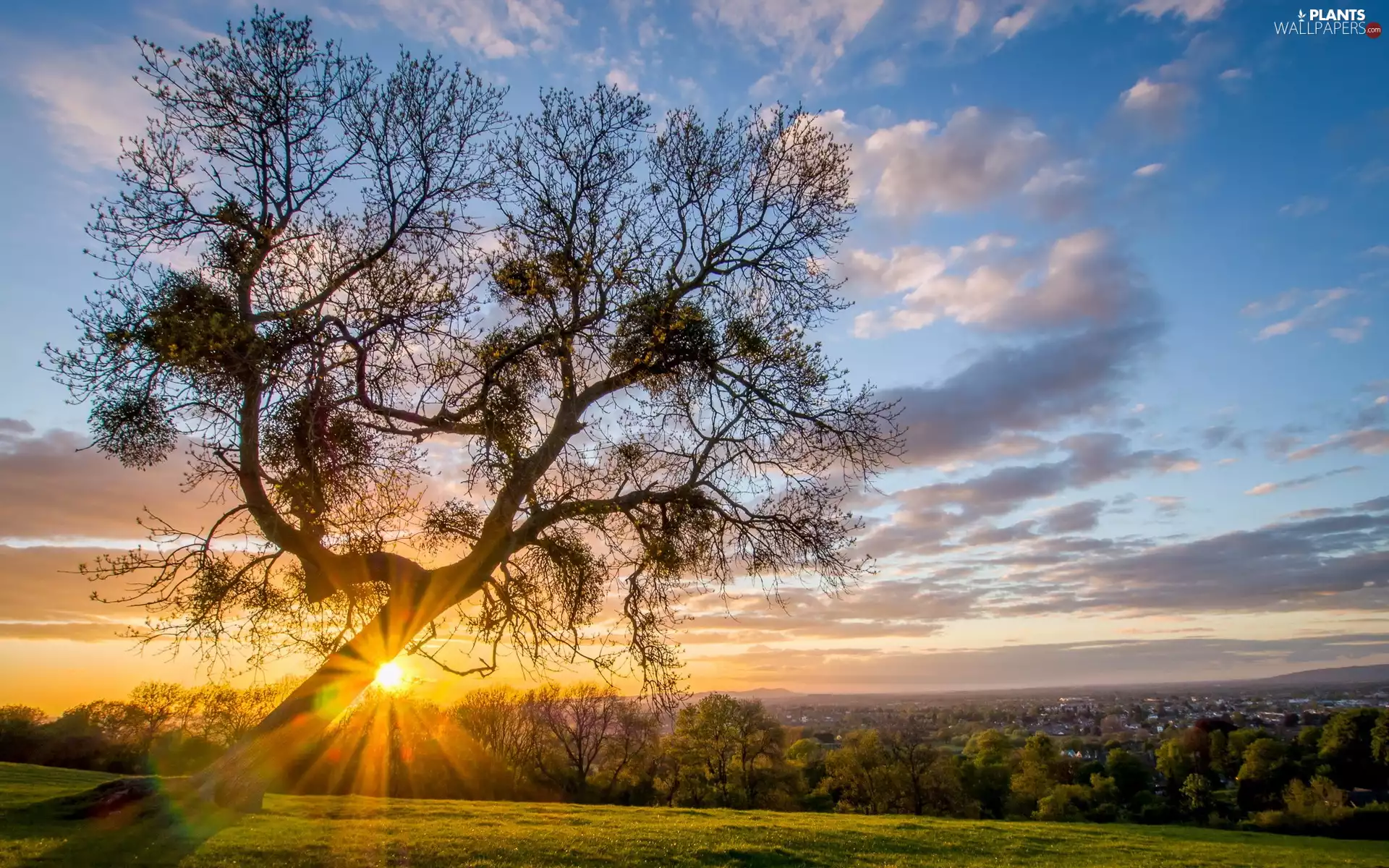 rays, Meadow, panorama, town, sun, trees