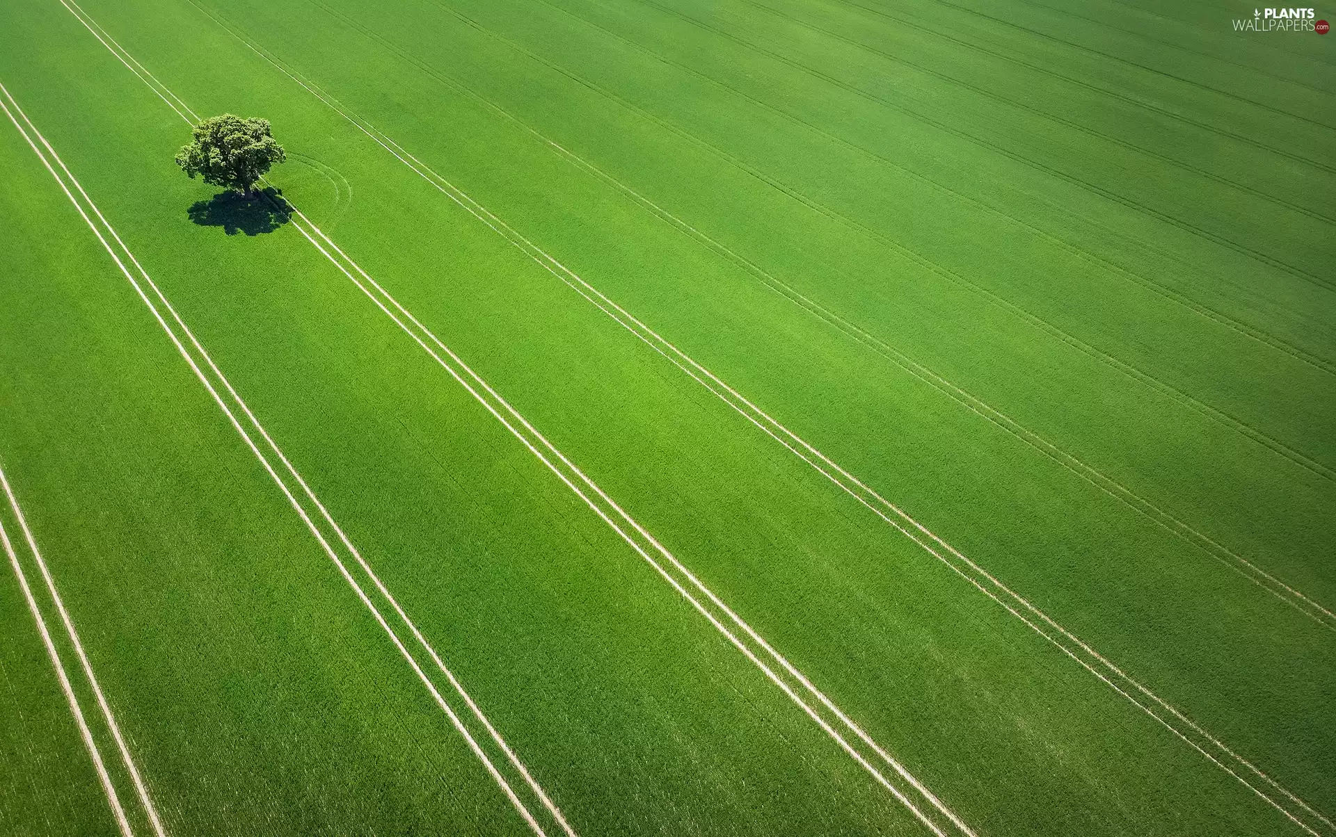 Field, green, trees, traces