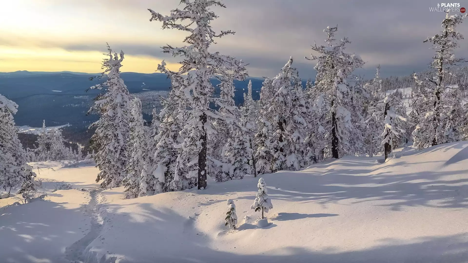 trees, winter, snow, traces, viewes, forest
