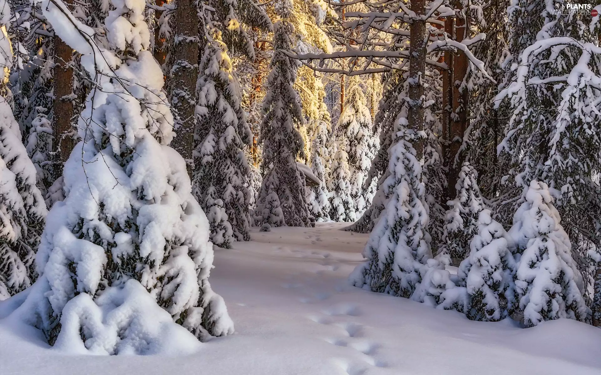 Snowy, winter, viewes, traces, trees, forest