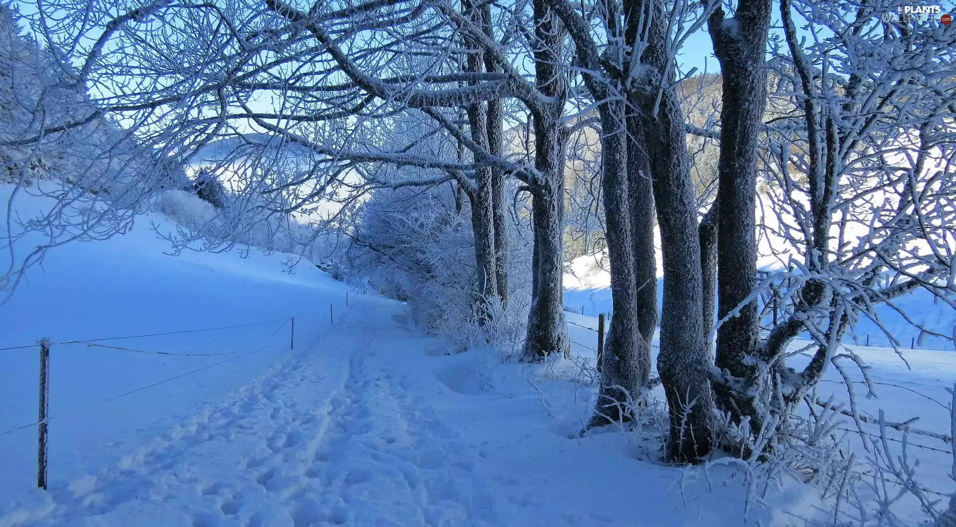 trees, winter, Way, traces, viewes, frosty