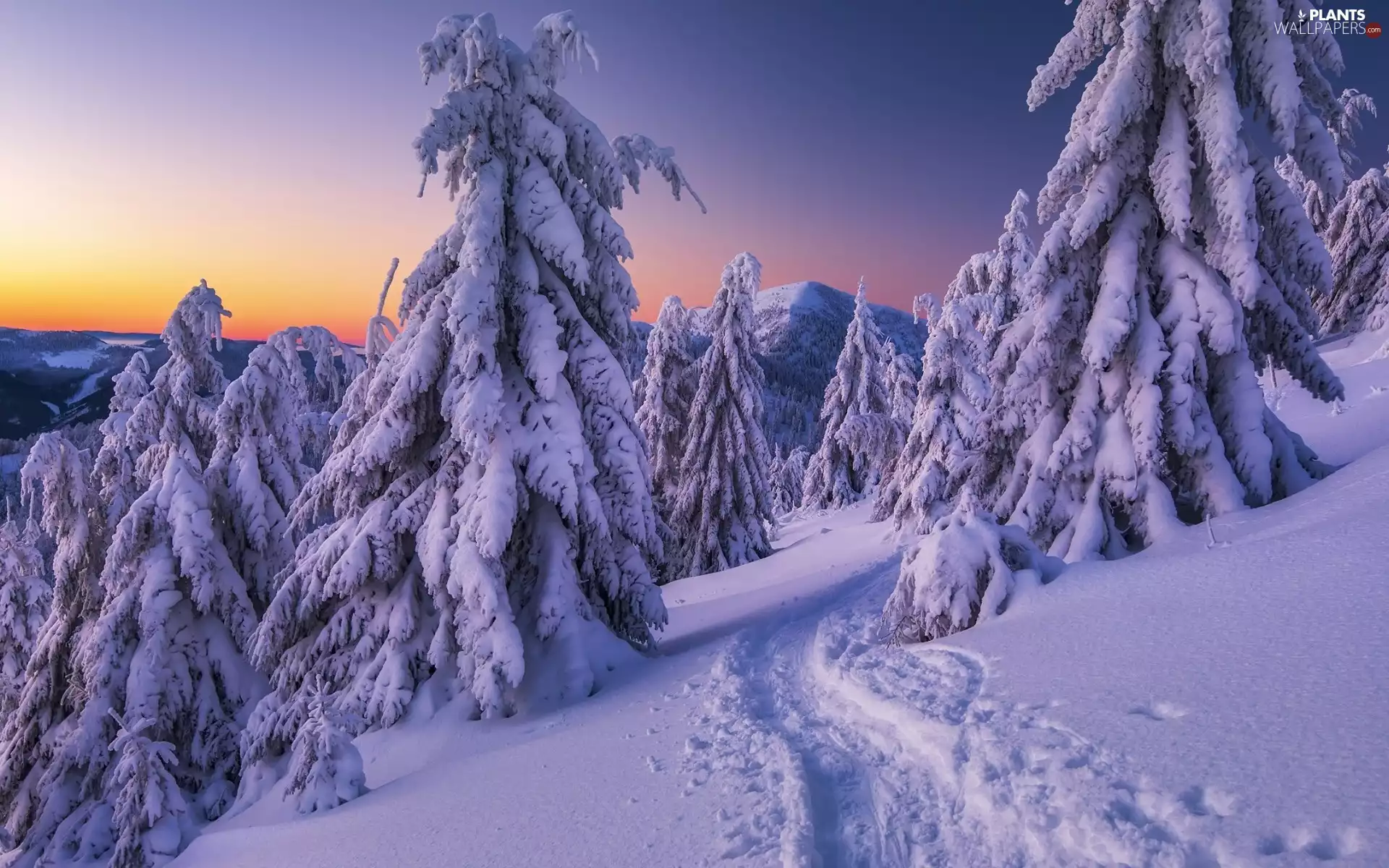 trees, Mountains, Great Sunsets, Snowy, winter, viewes, traces