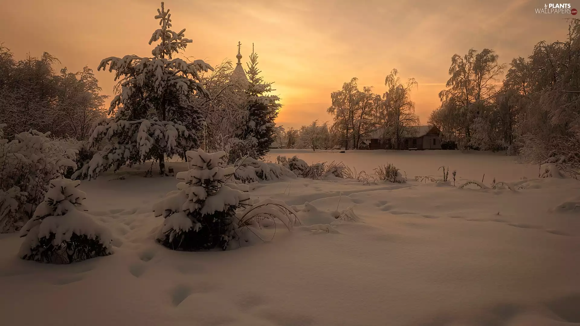 viewes, Great Sunsets, snow, trees, winter, Spruces, traces