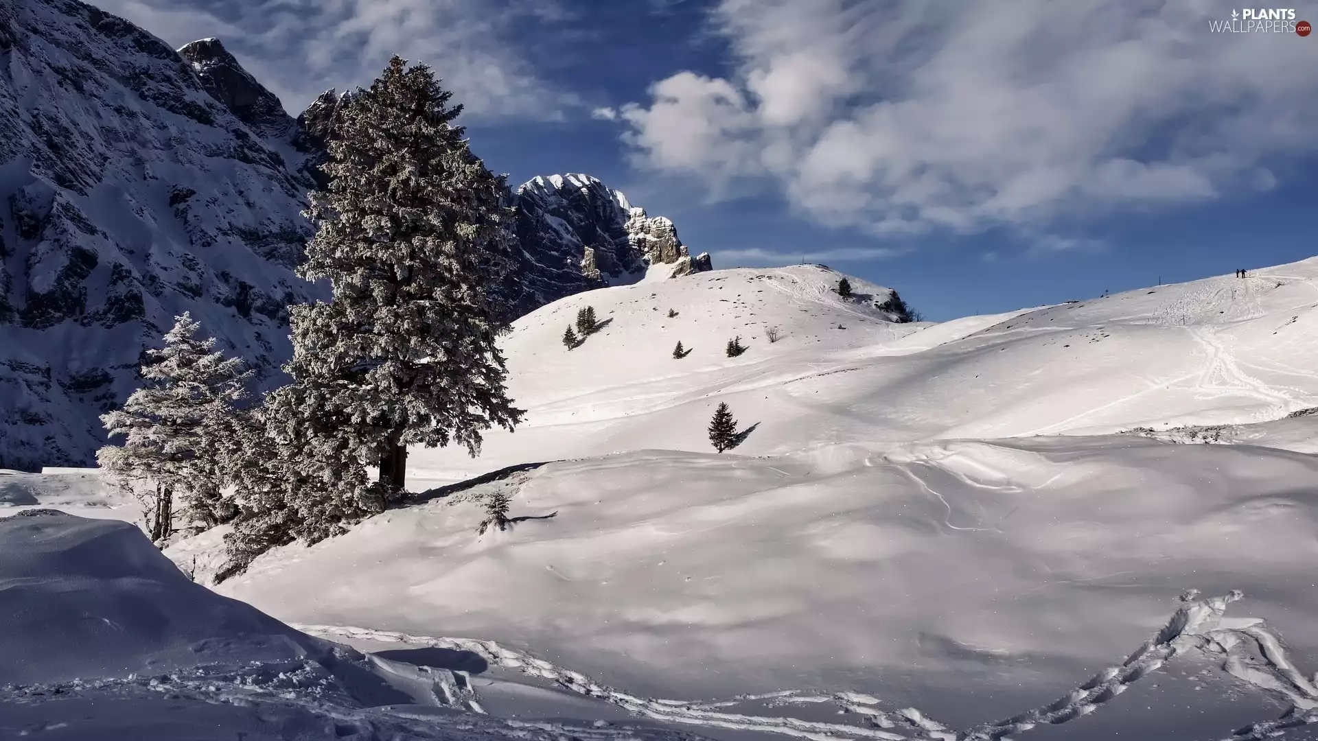 viewes, Mountains, slopes, traces, snow, trees