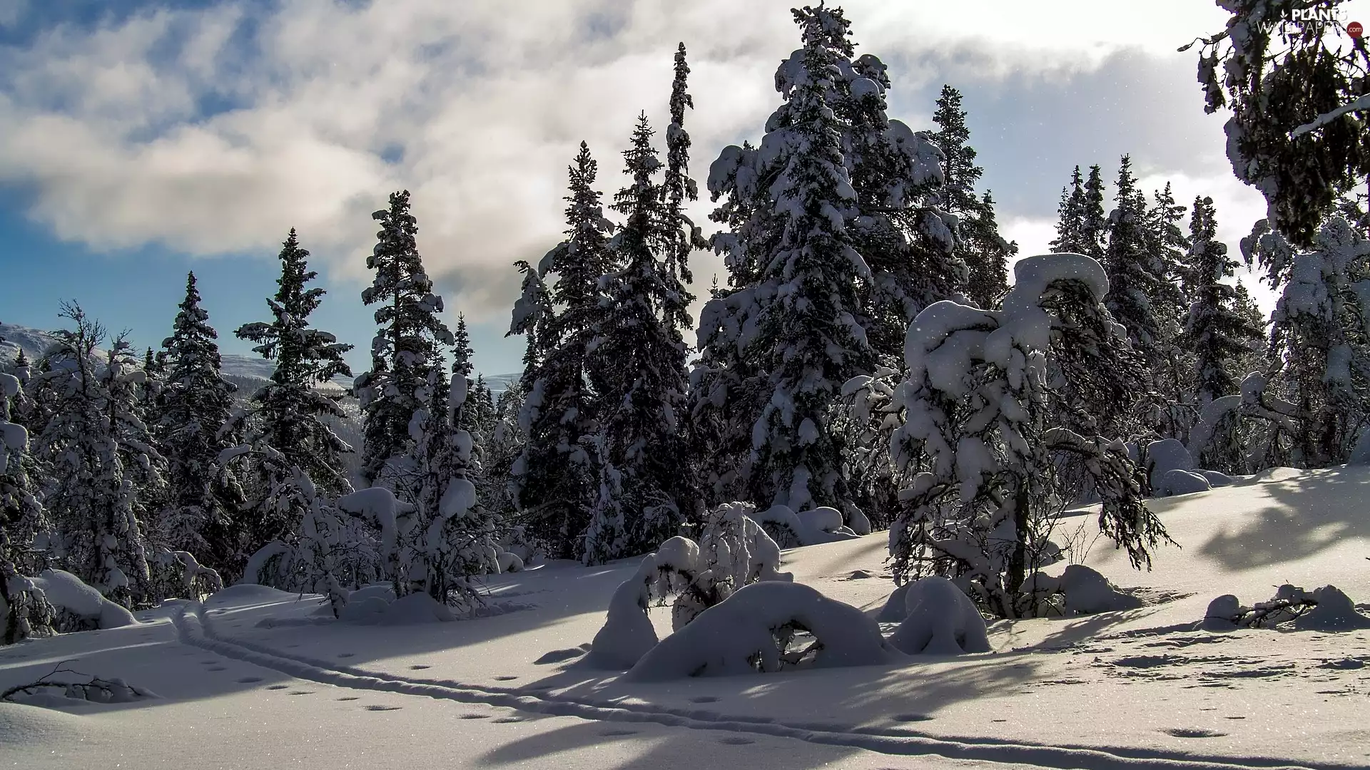 snow, traces, trees, viewes, winter