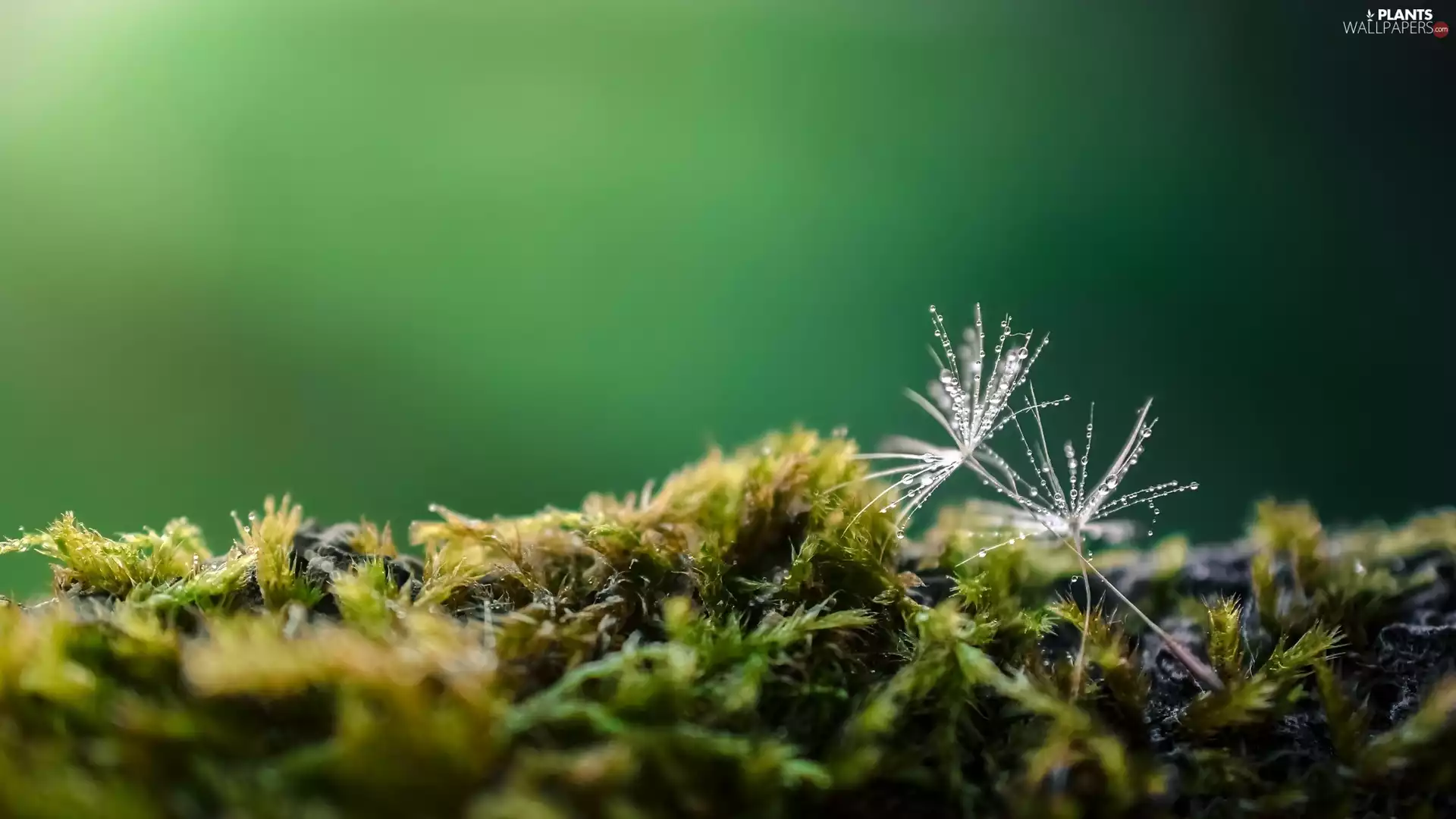 Close, Tragopogon Pratensis, drops, Moss