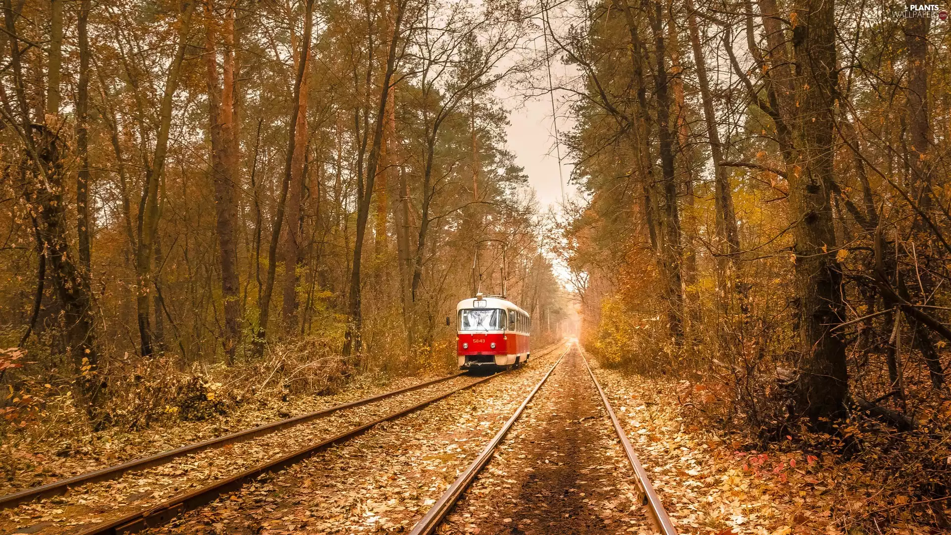 Kiev, Ukraine, Pushcha-Vodytsia Forest, autumn, tram, ##, viewes, forest, trees