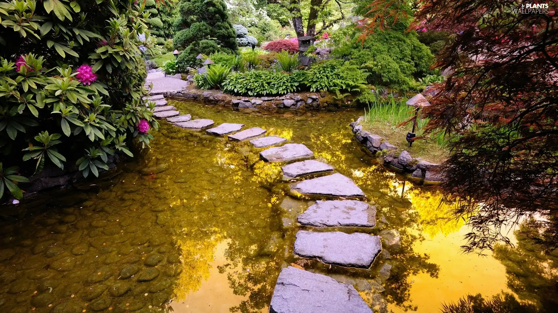 transition, rhododendron, water, Stone, Garden