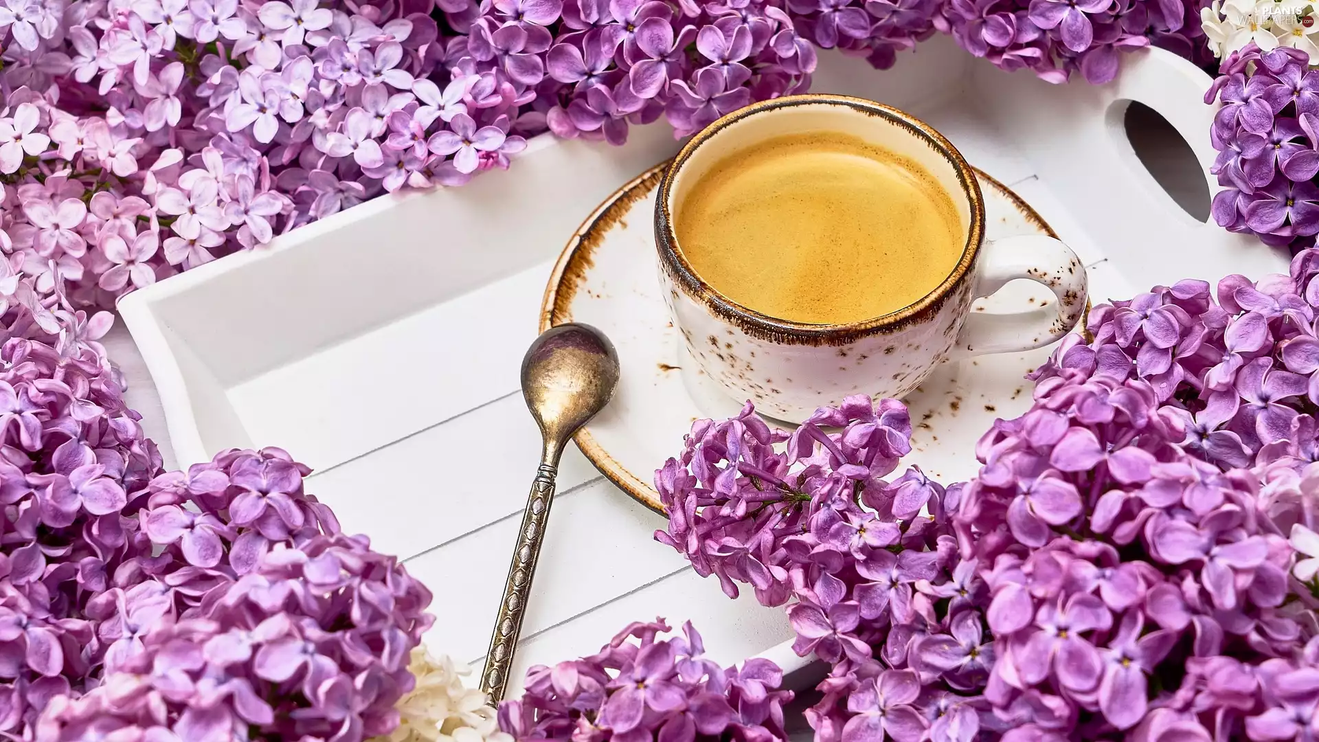 teaspoon, Tray, coffee, cup, without