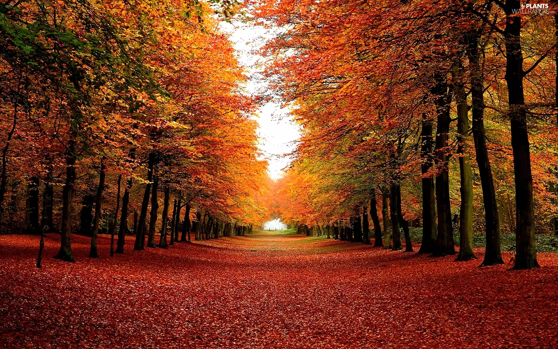 alley, color, as tree