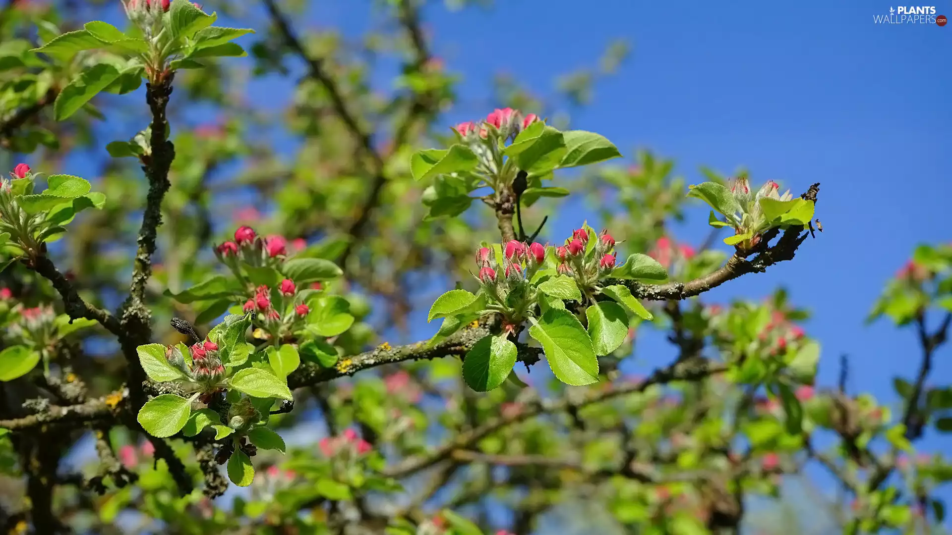 Flowers, Buds, apple-tree, Twigs, Fruit Tree