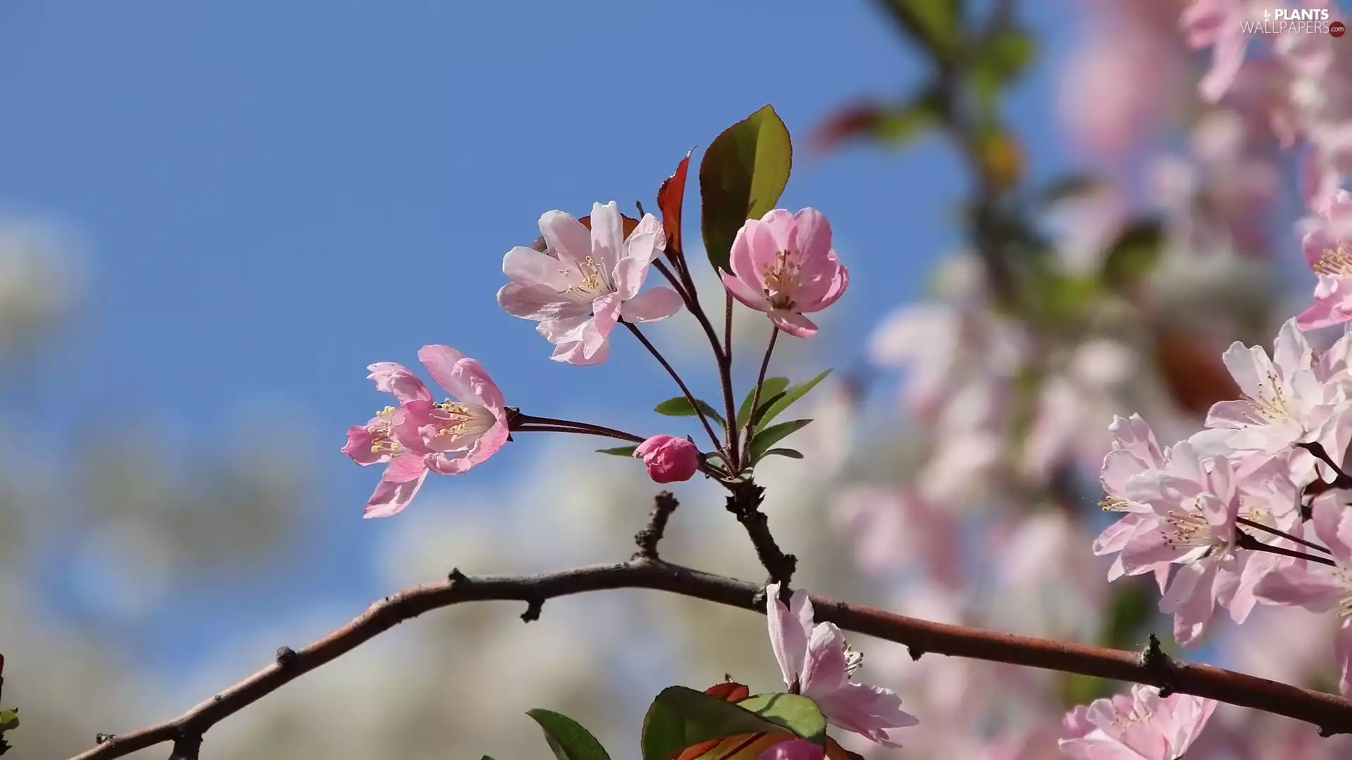 Pink, Flowers, apple-tree, twig, Fruit Tree