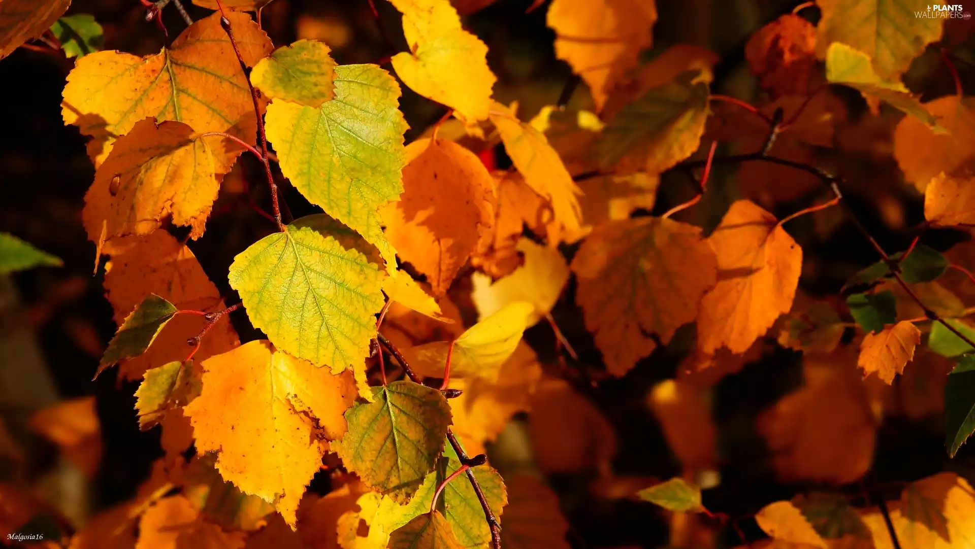 birch-tree, Autumn, Leaf, twig