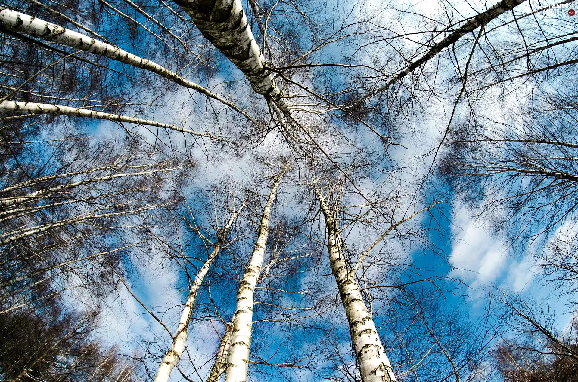 trees, Sky, birch-tree, forest, viewes, clouds