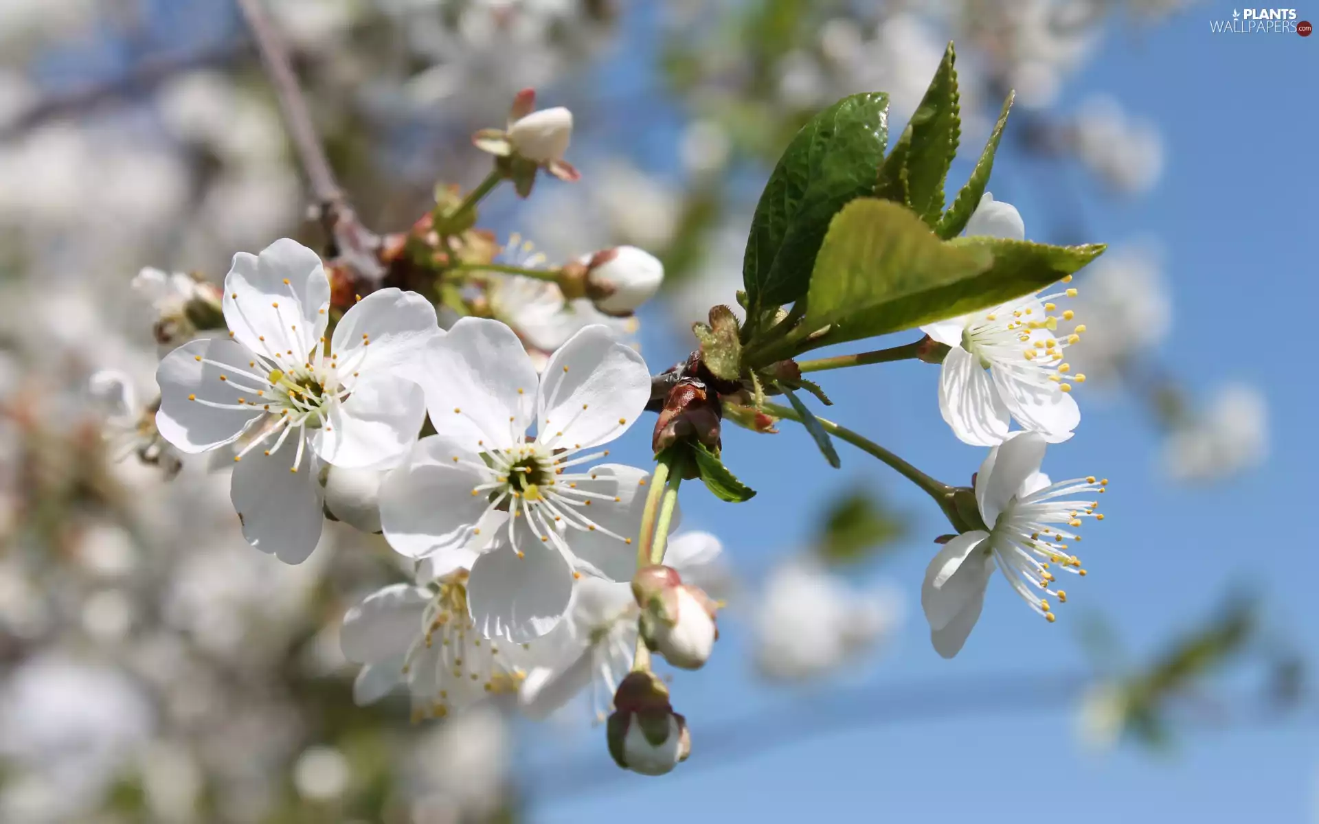 Flowers, twig, Fruit Tree, White, bloom