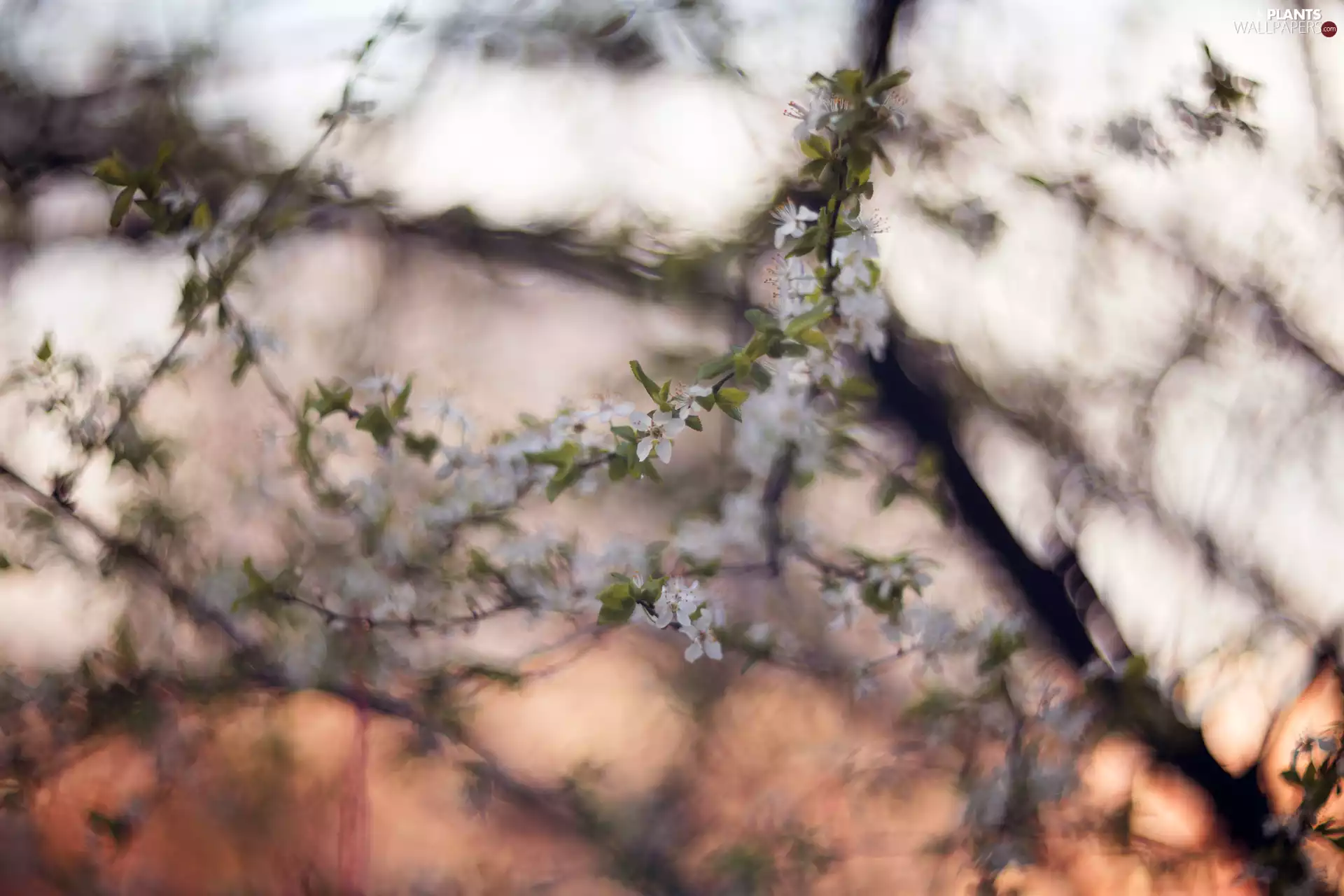 blur, Twigs, Fruit Tree