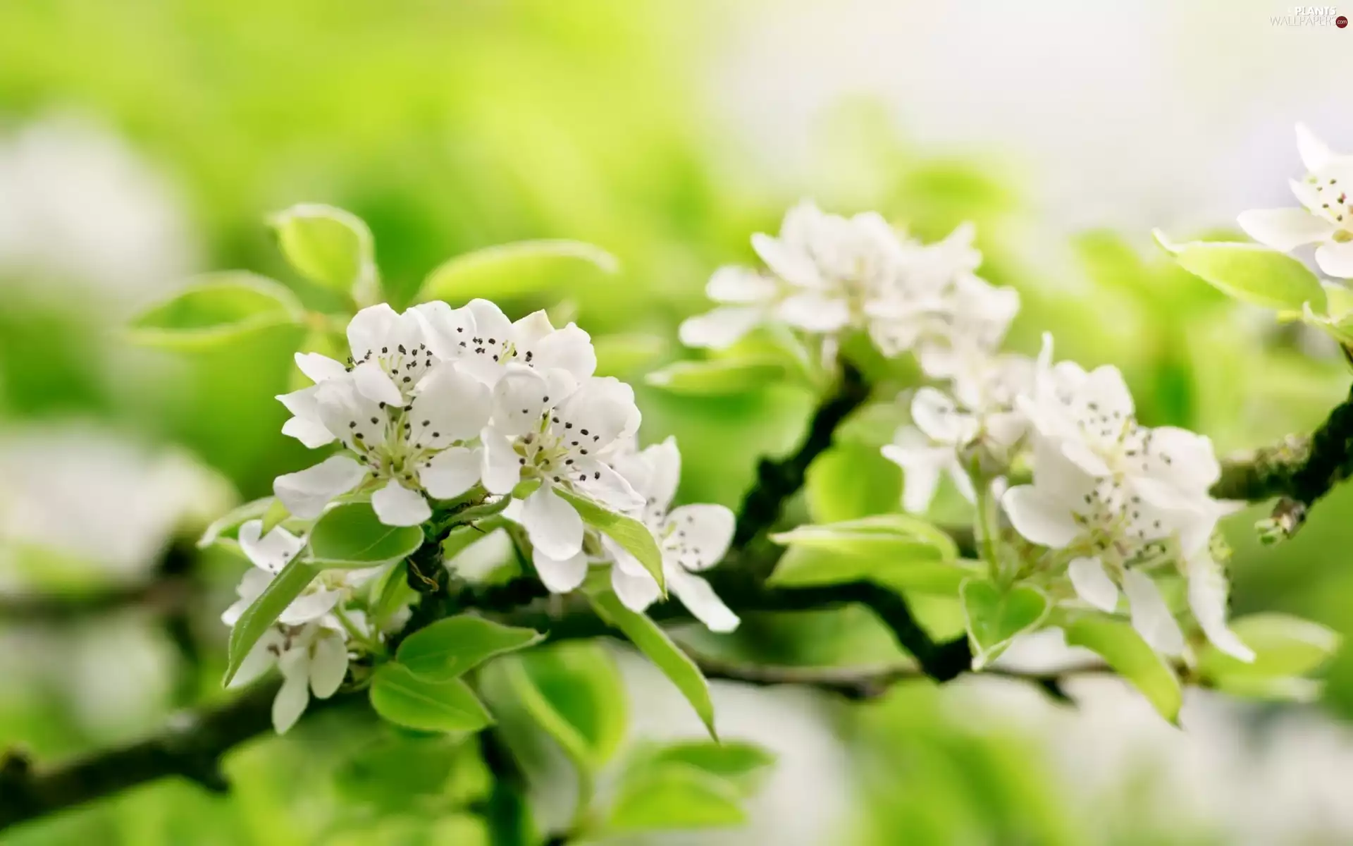 branch, Blossoming, apple-tree