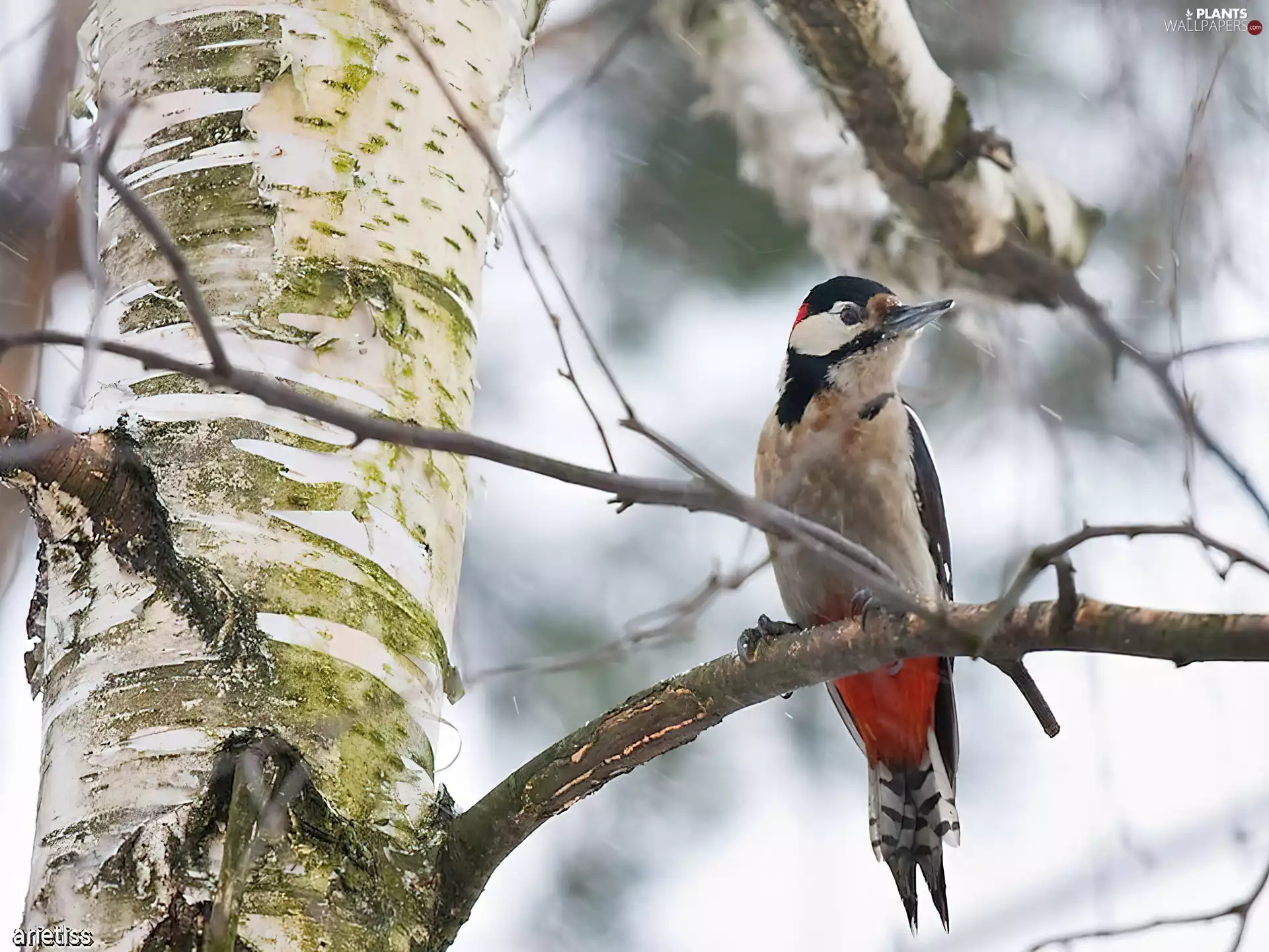 branch, woodpecker, birch-tree
