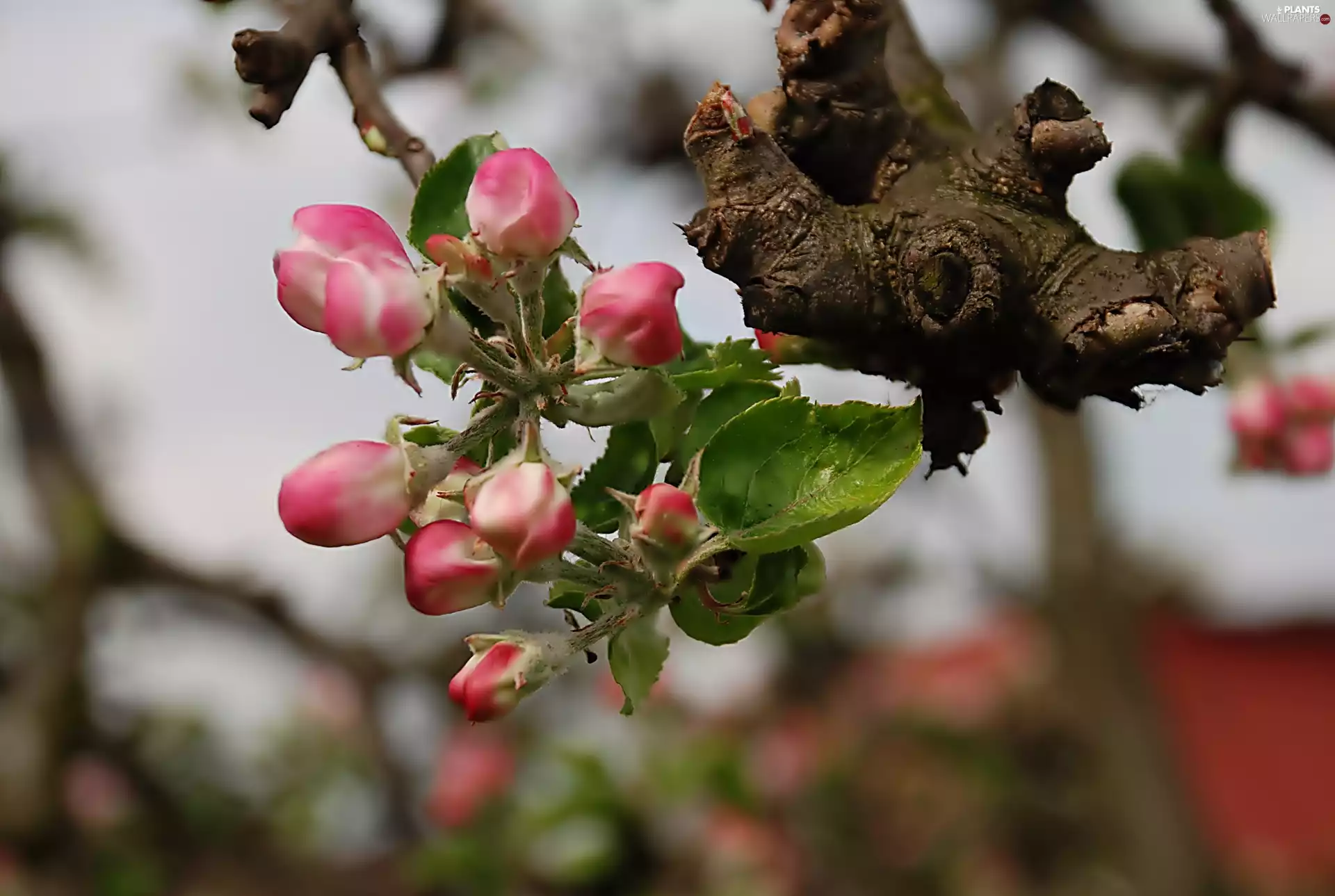 Buds, Blossoming, apple-tree