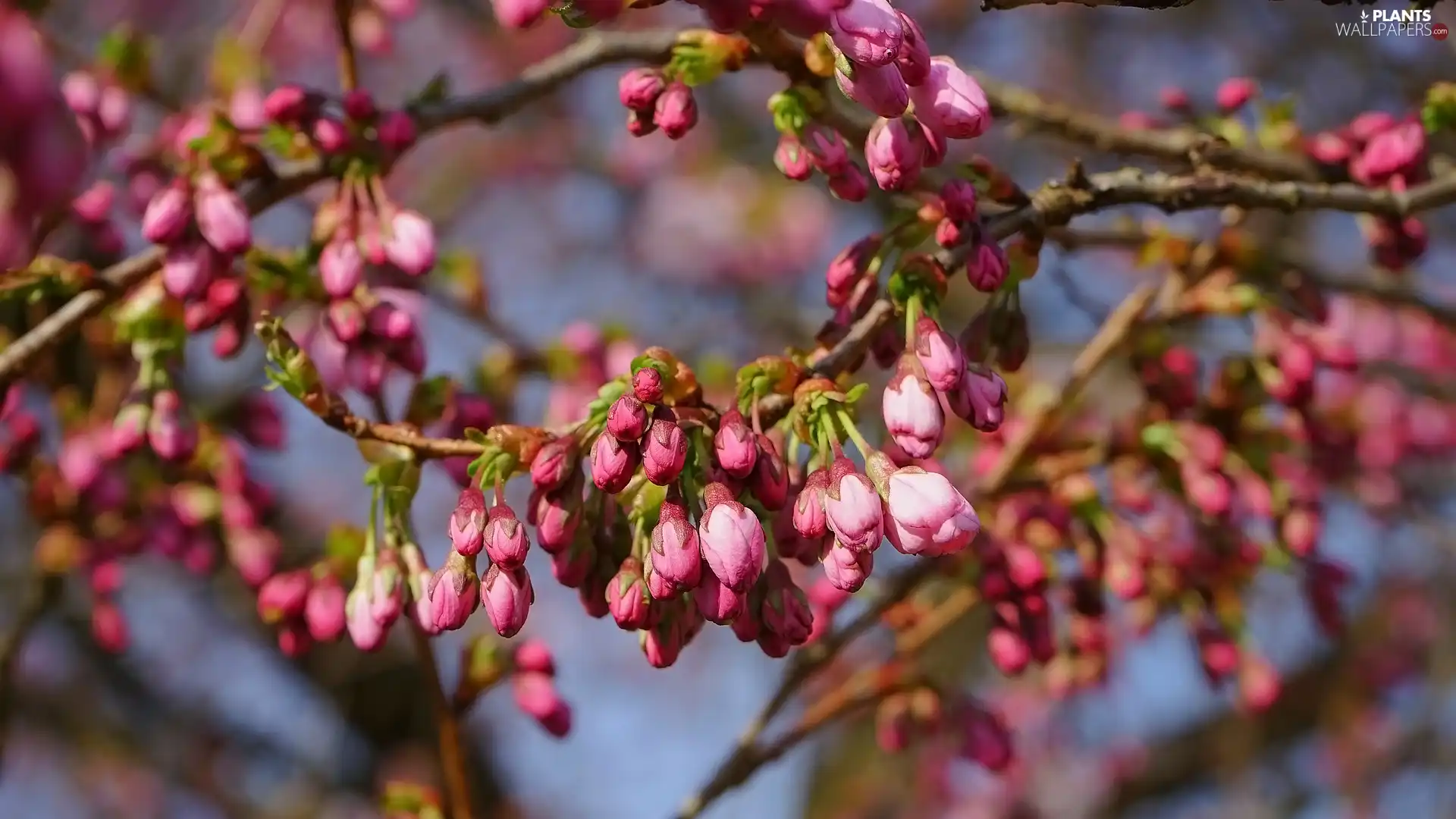 Fruit Tree, Buds, Twigs, Flowers