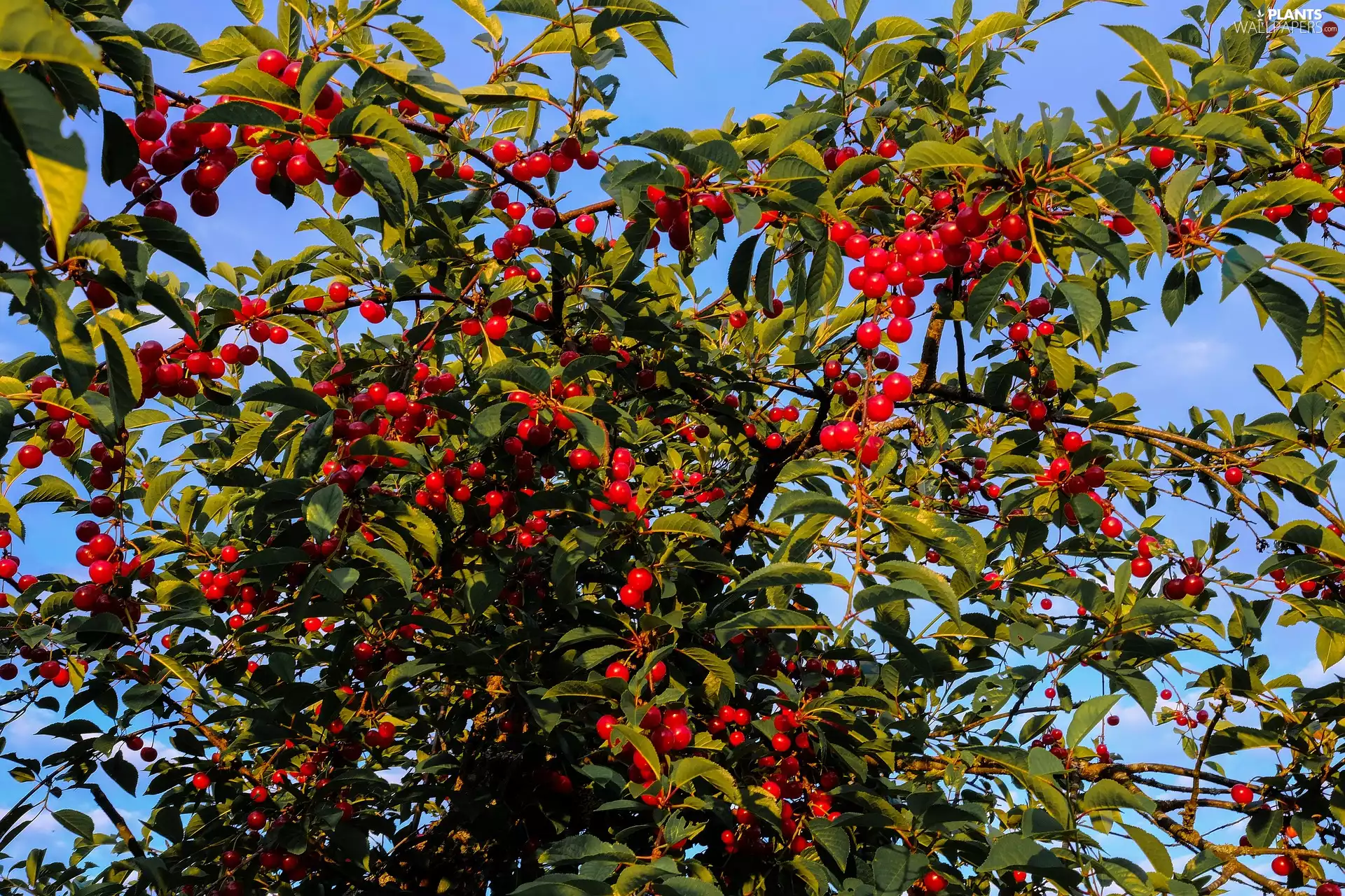 Fruit Tree, cherries, summer, Fruits