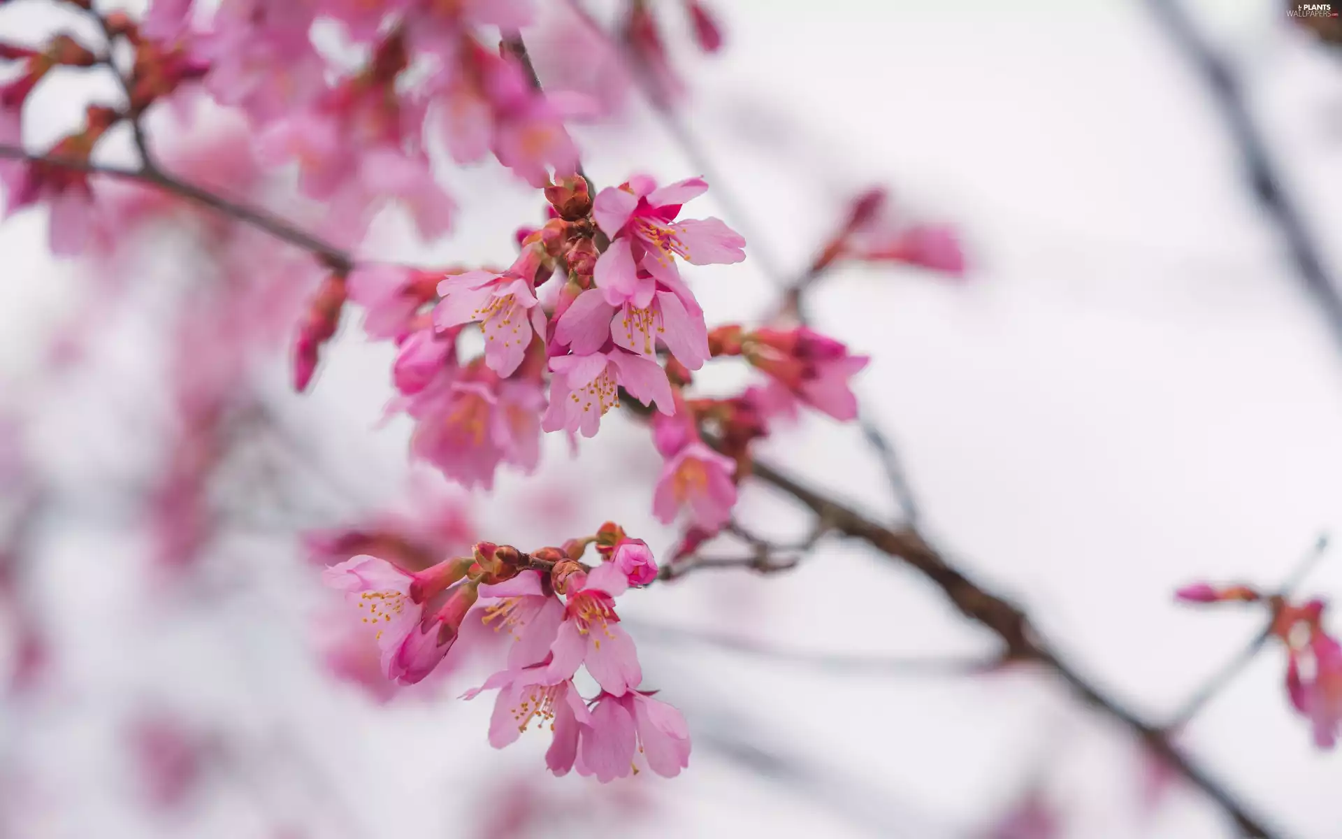 Fruit Tree, cherry, branch, Flowers