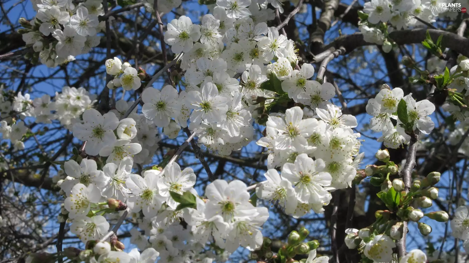 cherry, Flowers, Fruit Tree