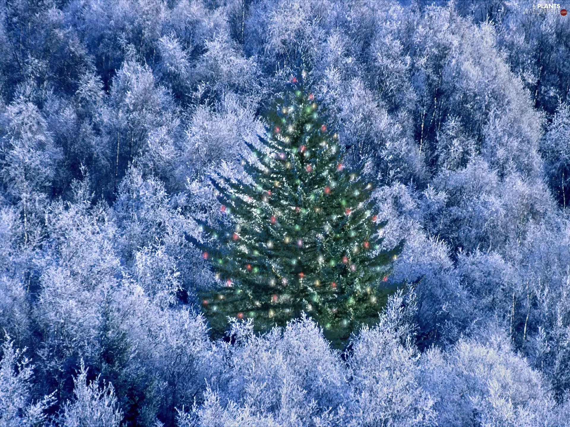 viewes, forest, christmas tree, graphics, illuminated, trees